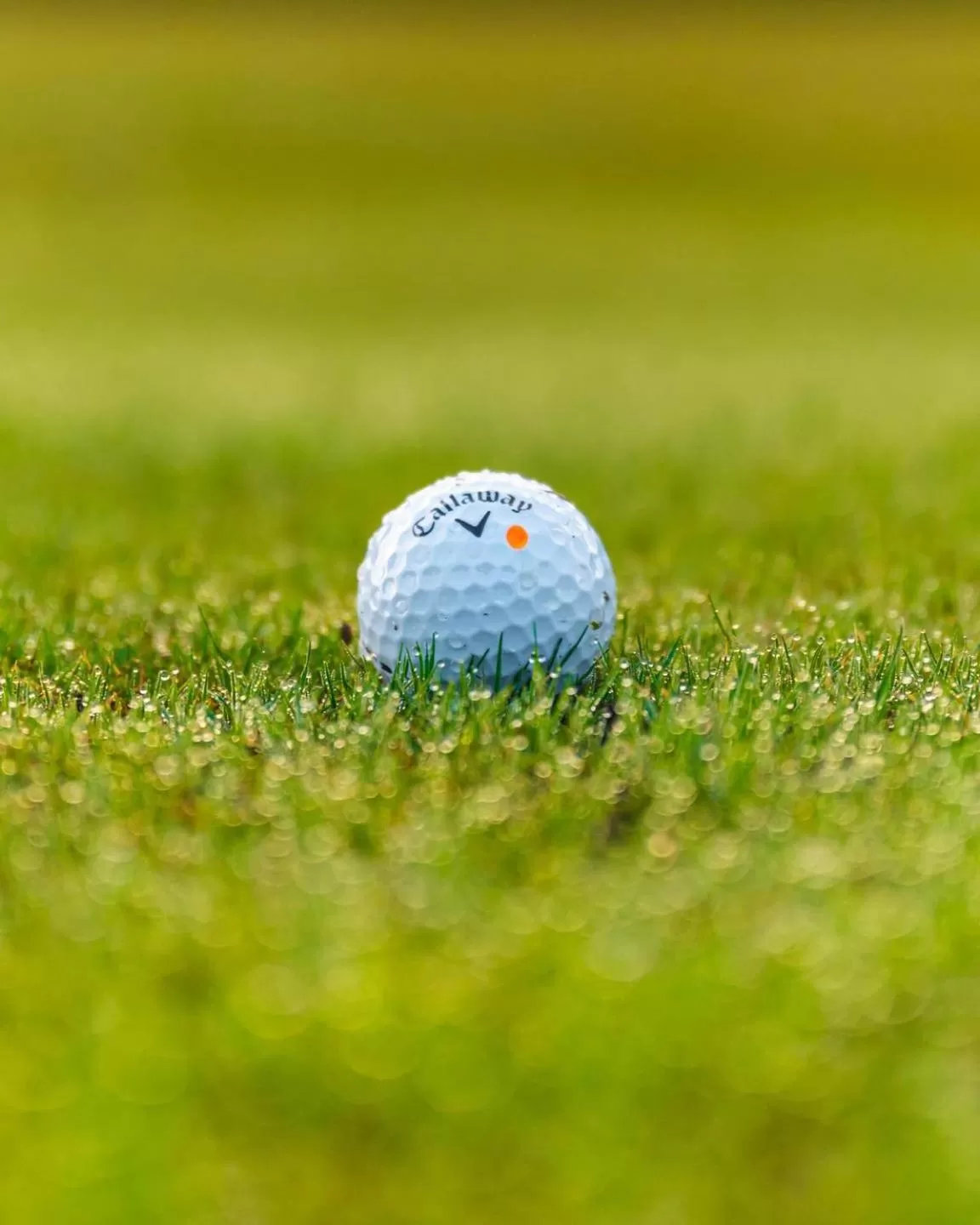 Activities in Candlewood Suites - Safety Harbor by IHG