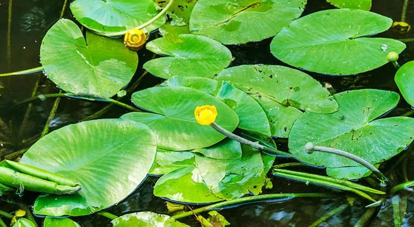 Natural landscape in Landhotel Mappacher Hof