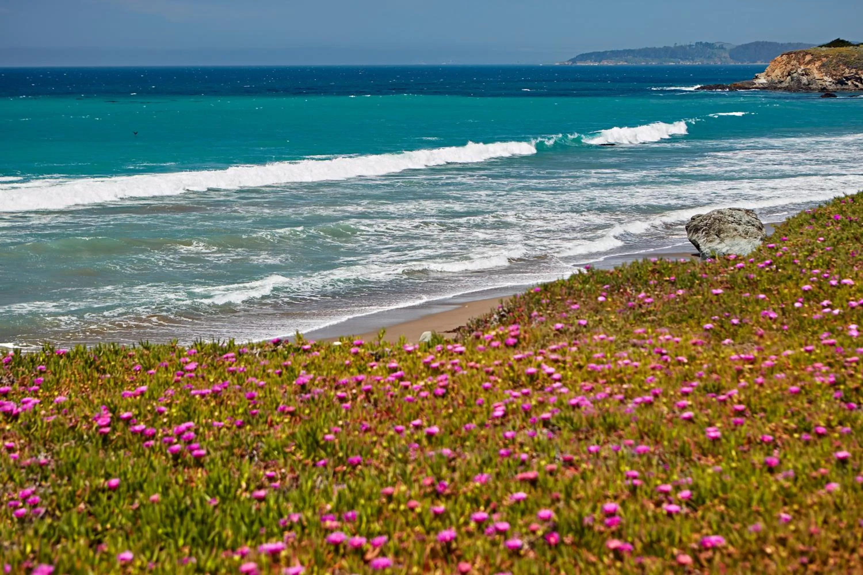 Natural landscape in Cavalier Oceanfront Resort