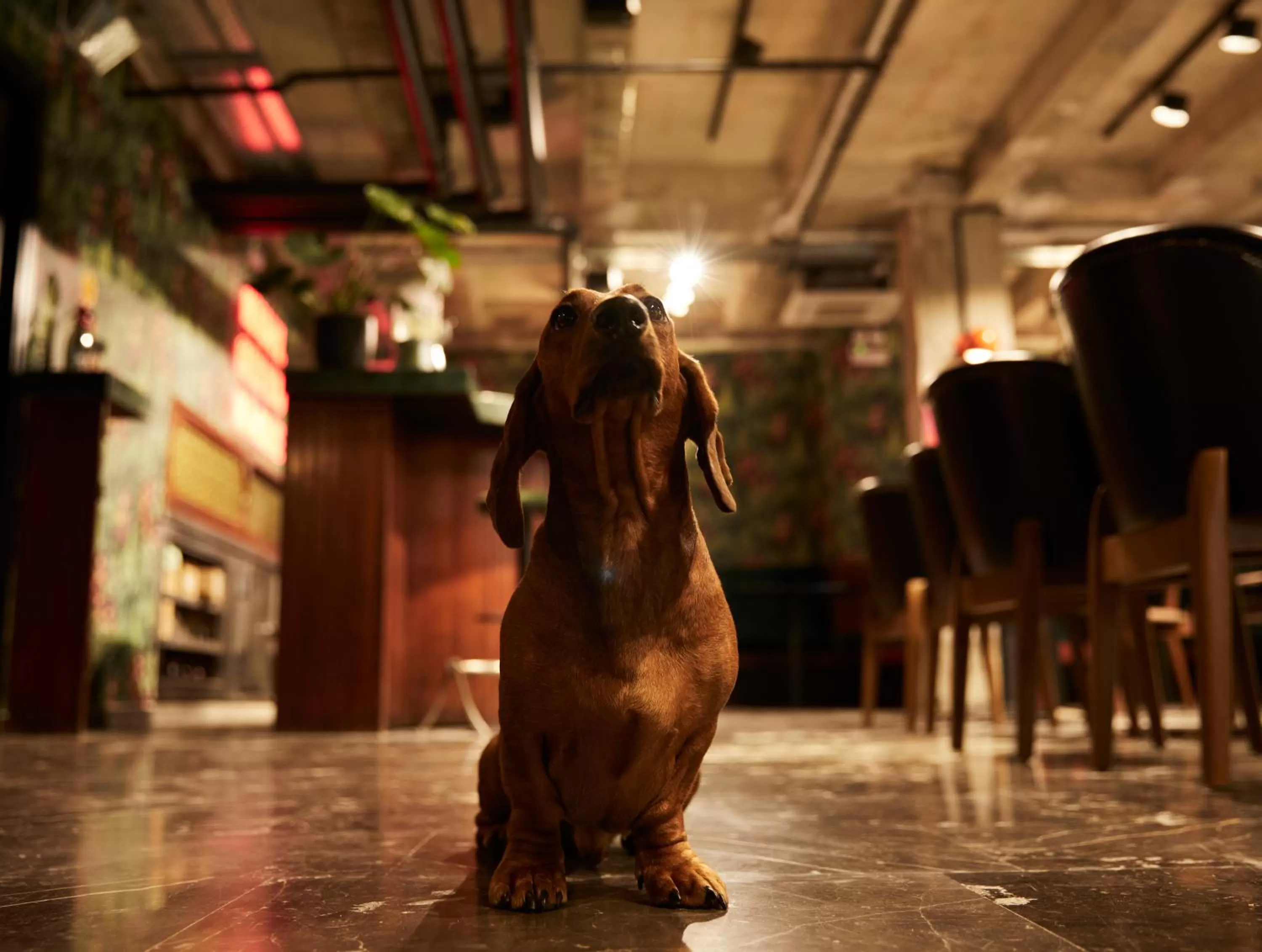 Pets in Dave Gordon, a member of Brown Hotels