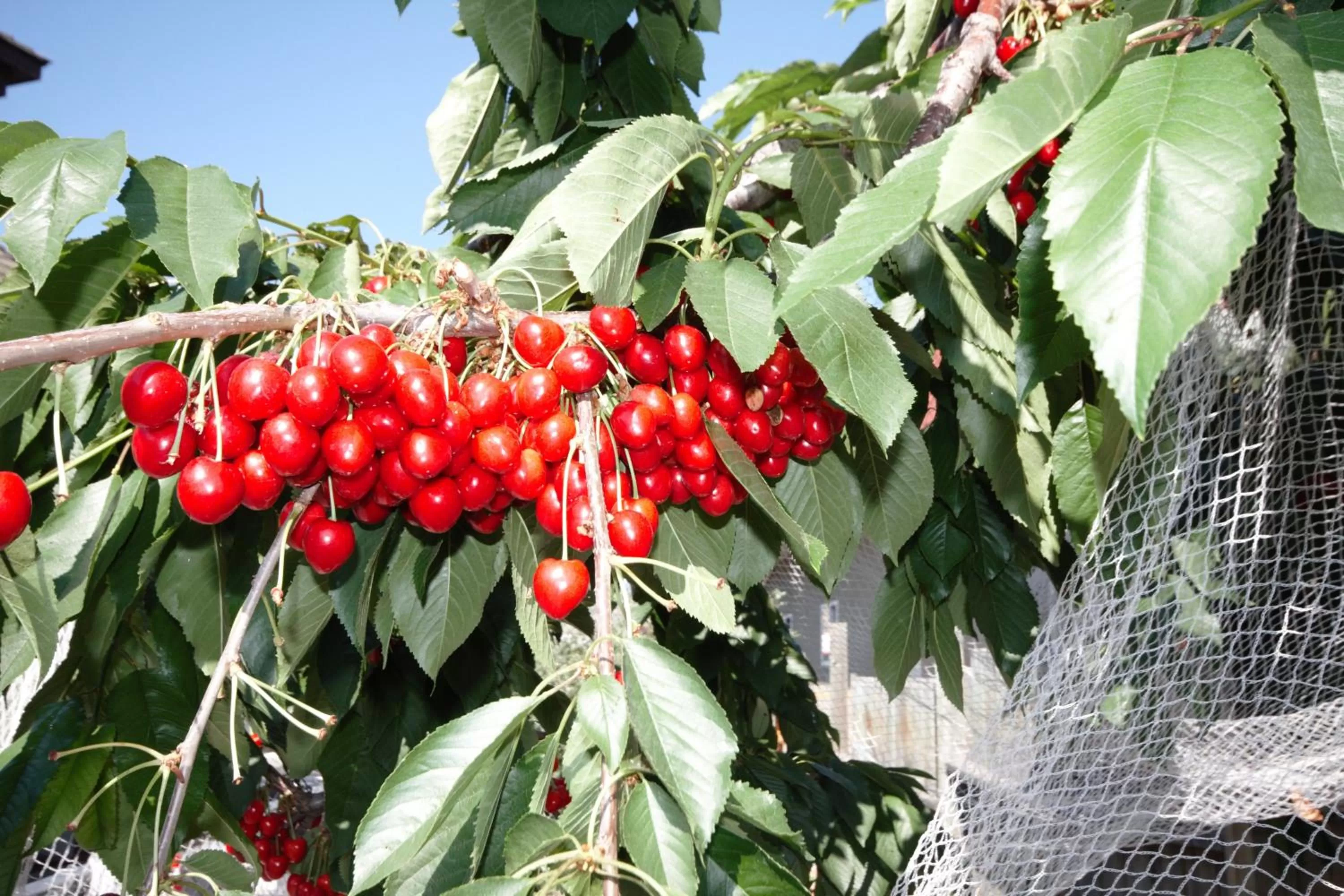 Day in Apple Tree Inn