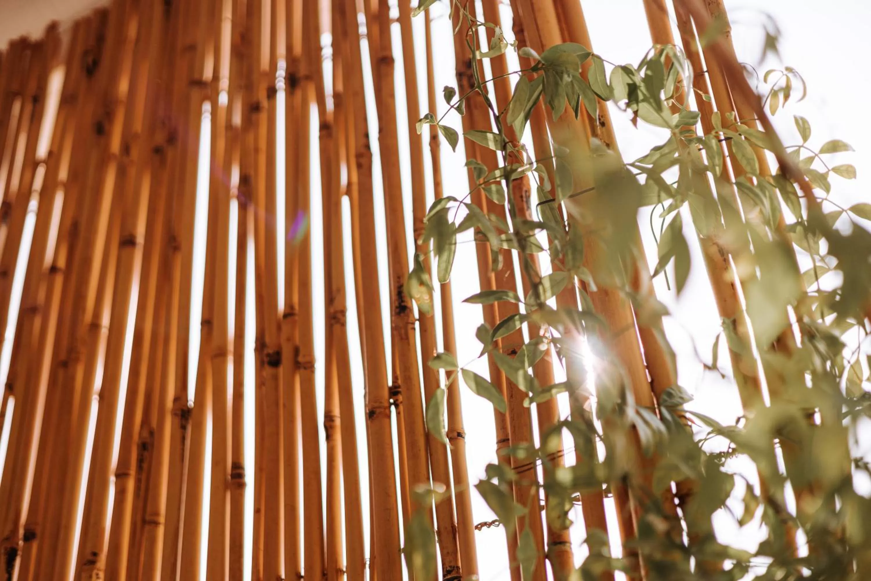 Suite1212 - Rattazzi