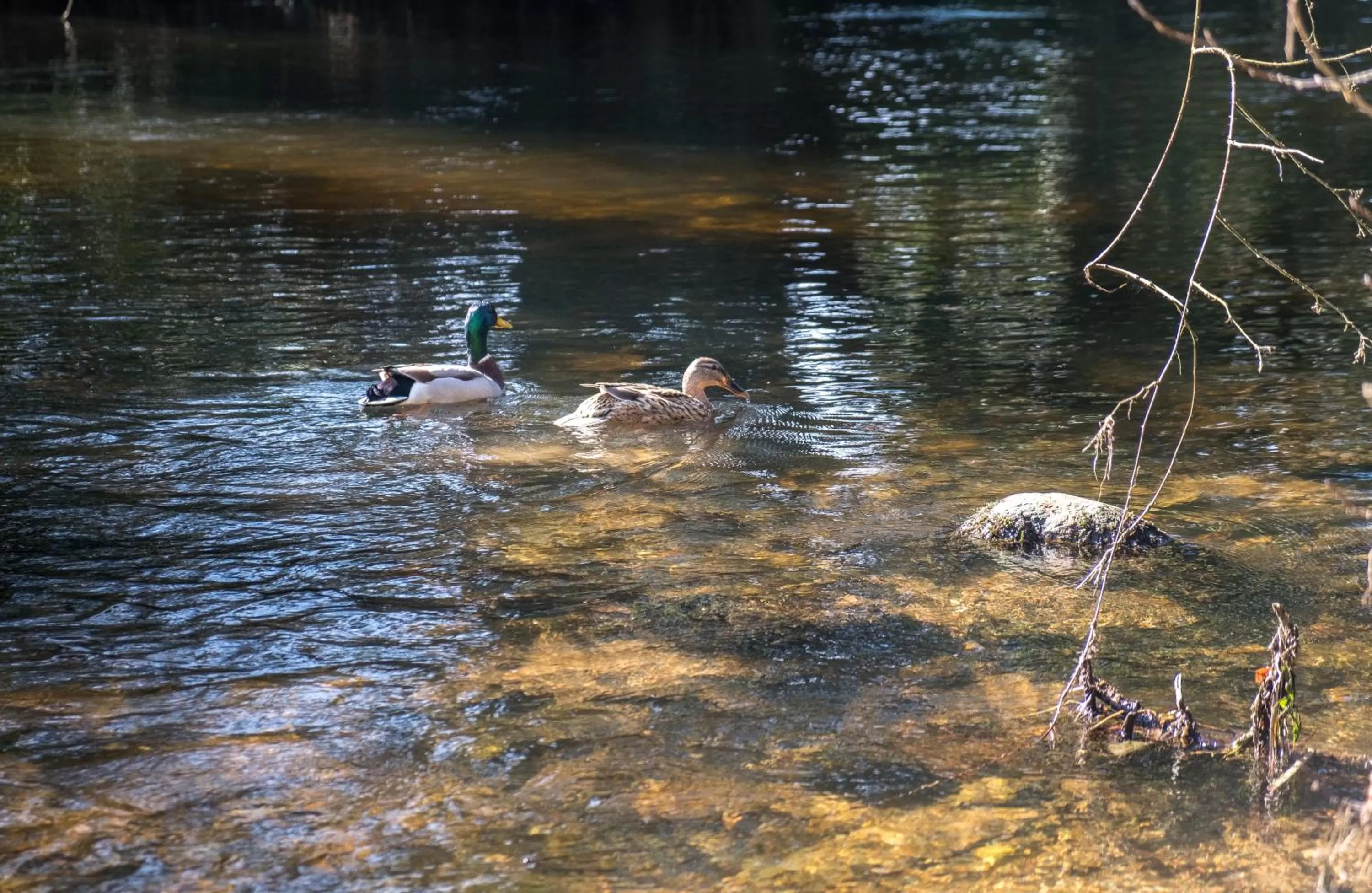 Natural landscape in The Lodge at Woodenbridge