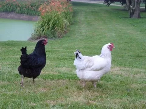 Garden, Other Animals in Le Cardonnet