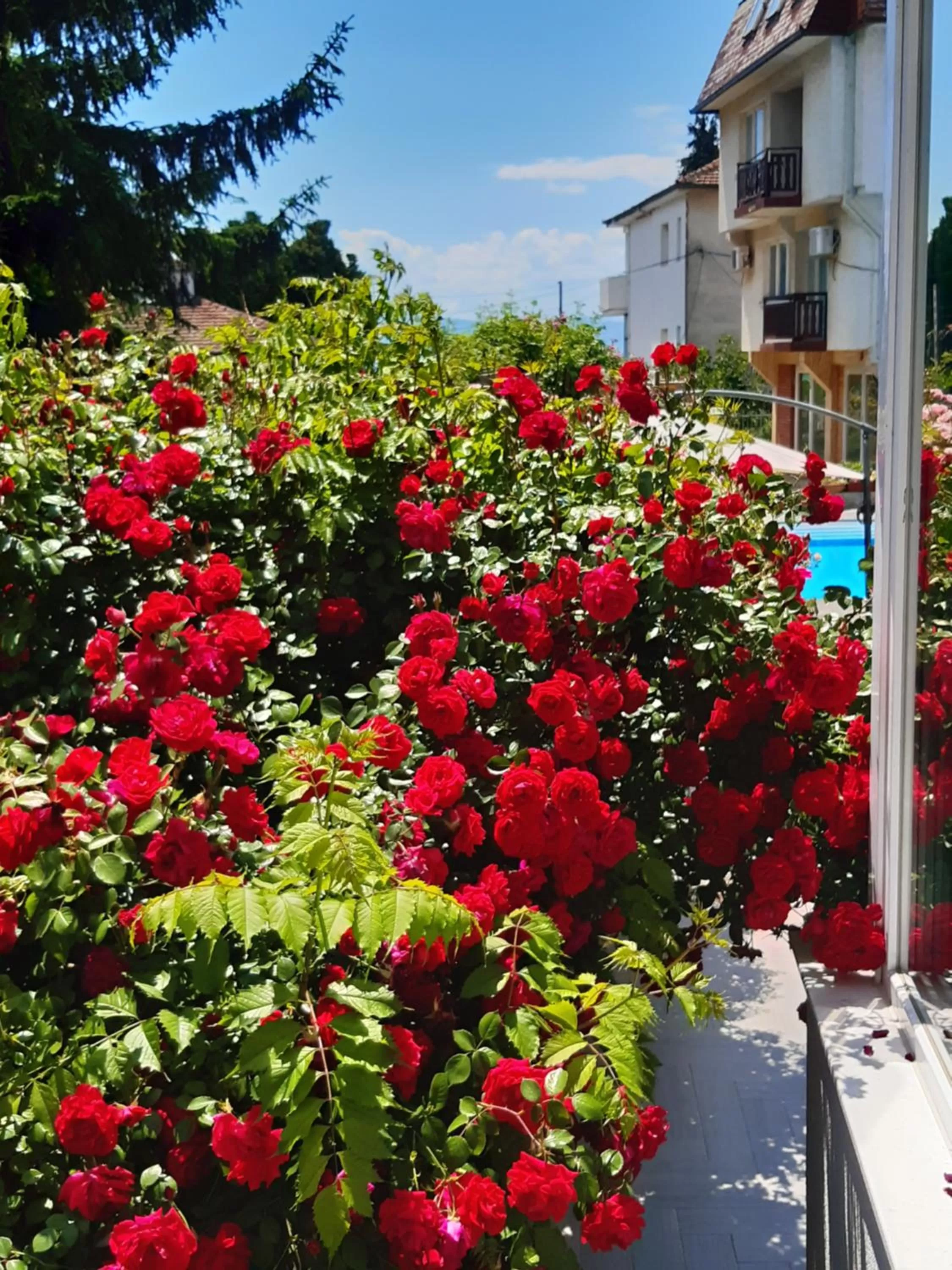 Garden in Villa Jordan