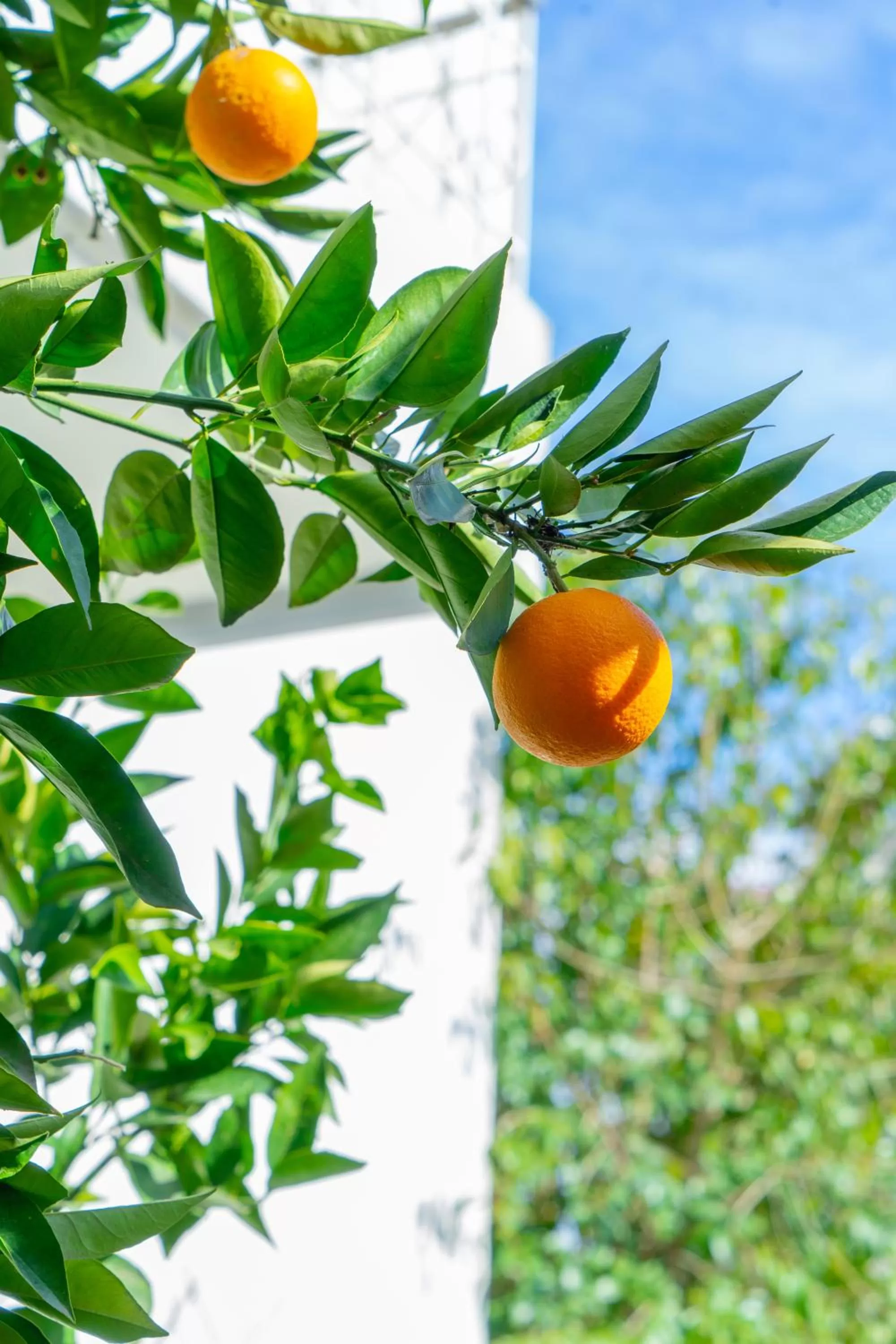 Garden in Nomads Meteora
