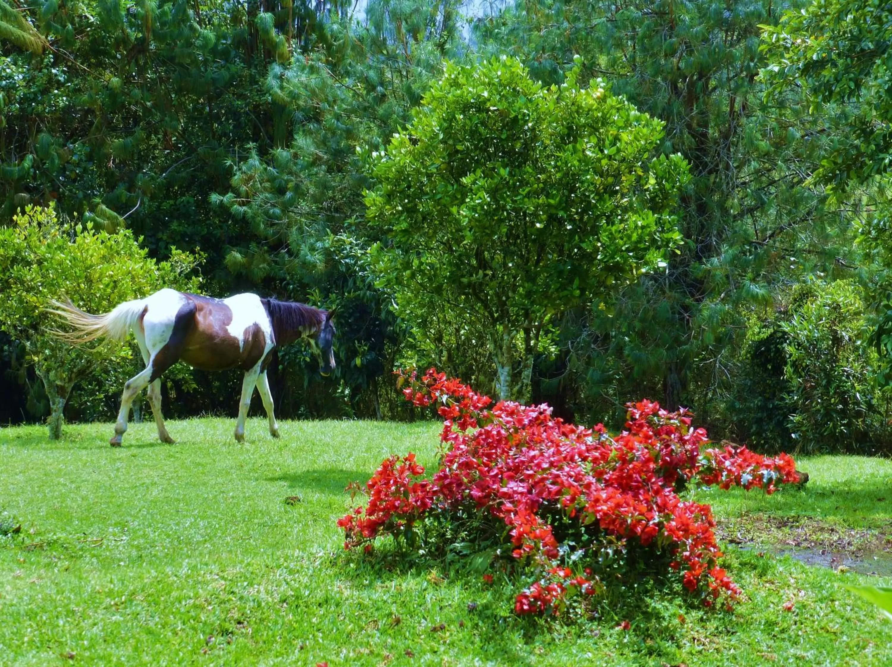 Garden in Finca El Cielo