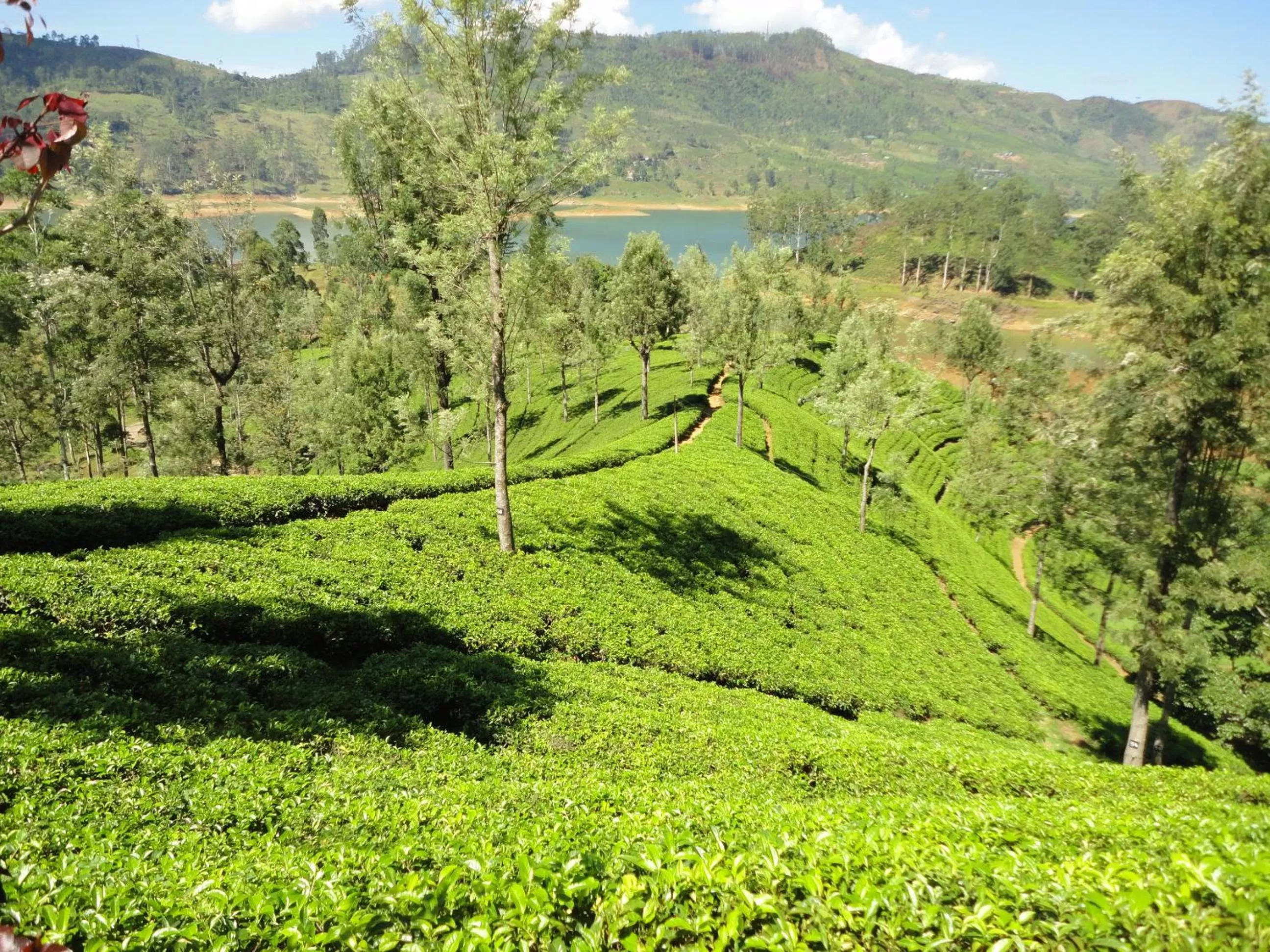 Natural landscape in Rock View Rest Hatton