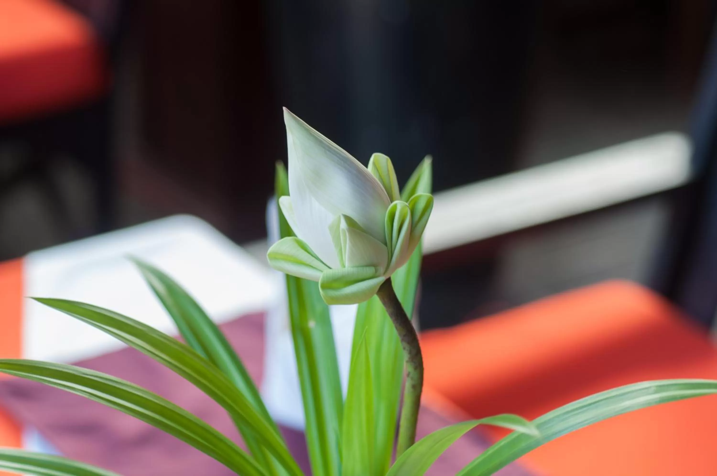 Decorative detail in Golden Butterfly Villa