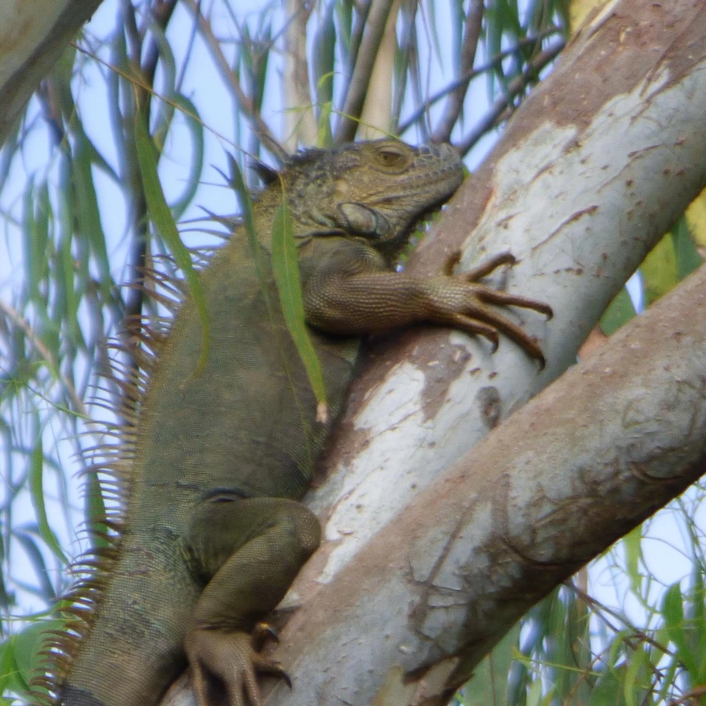 Other Animals in Sand Dollar Beach Bed & Breakfast