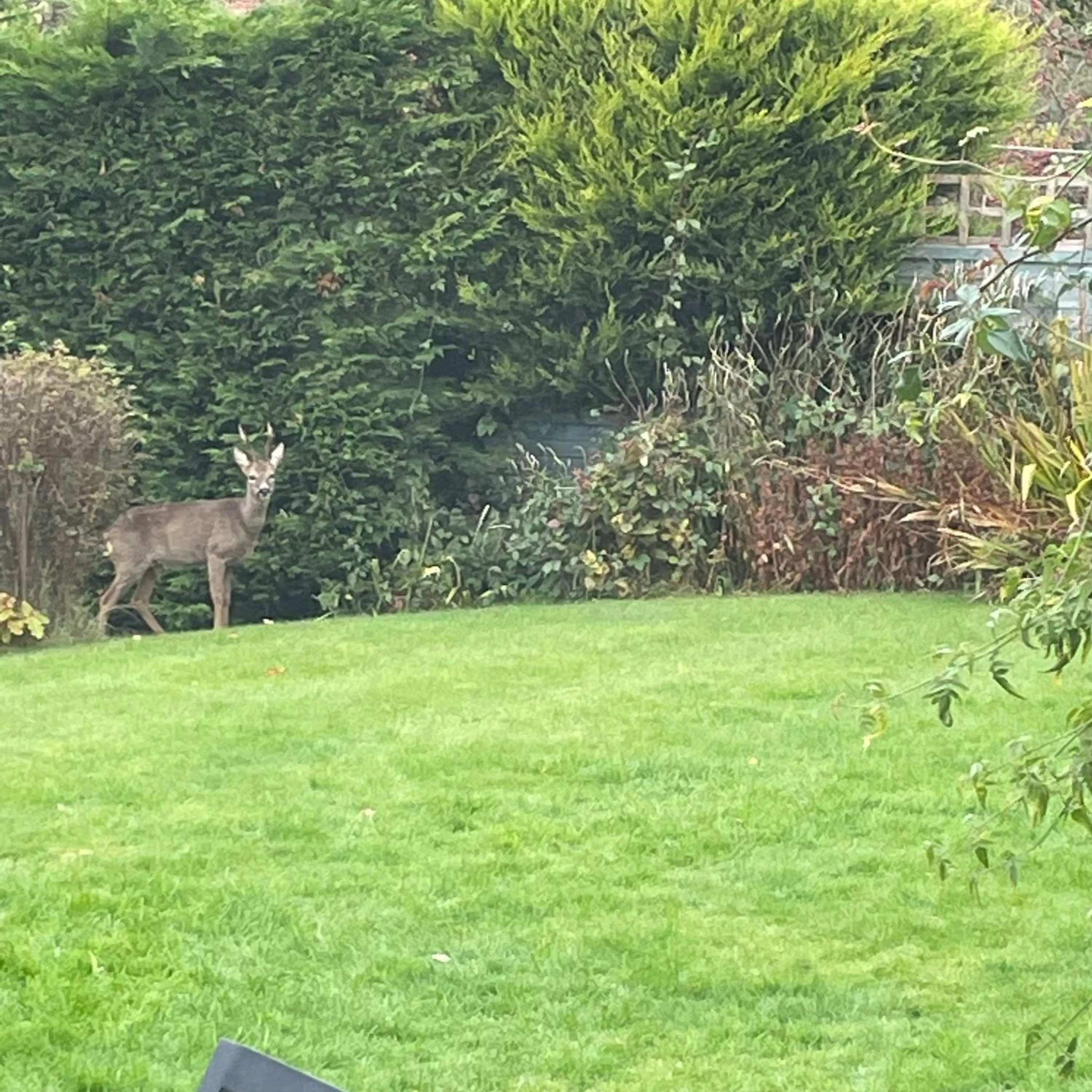 Garden in Nettle Bank