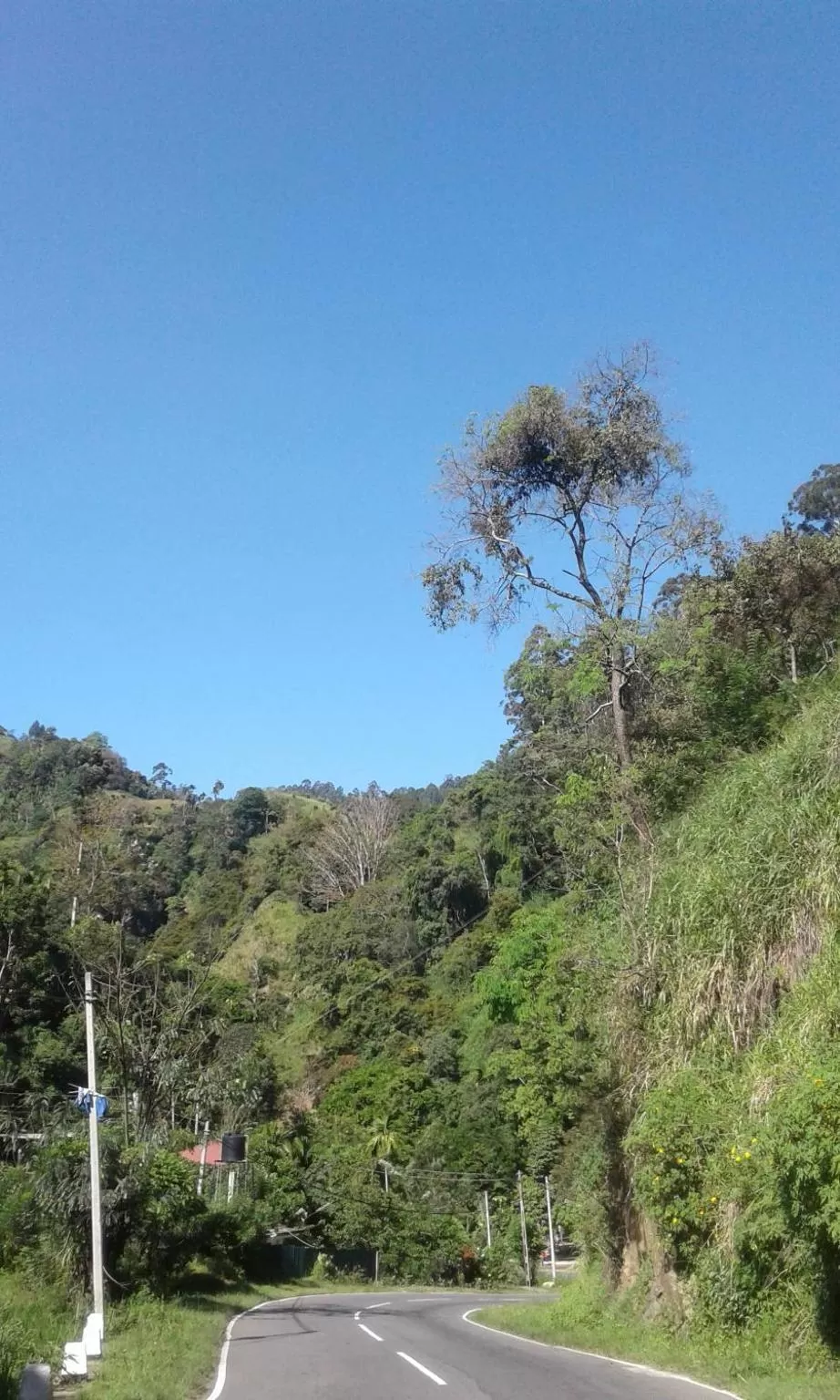 Ella Lucky Panoramic