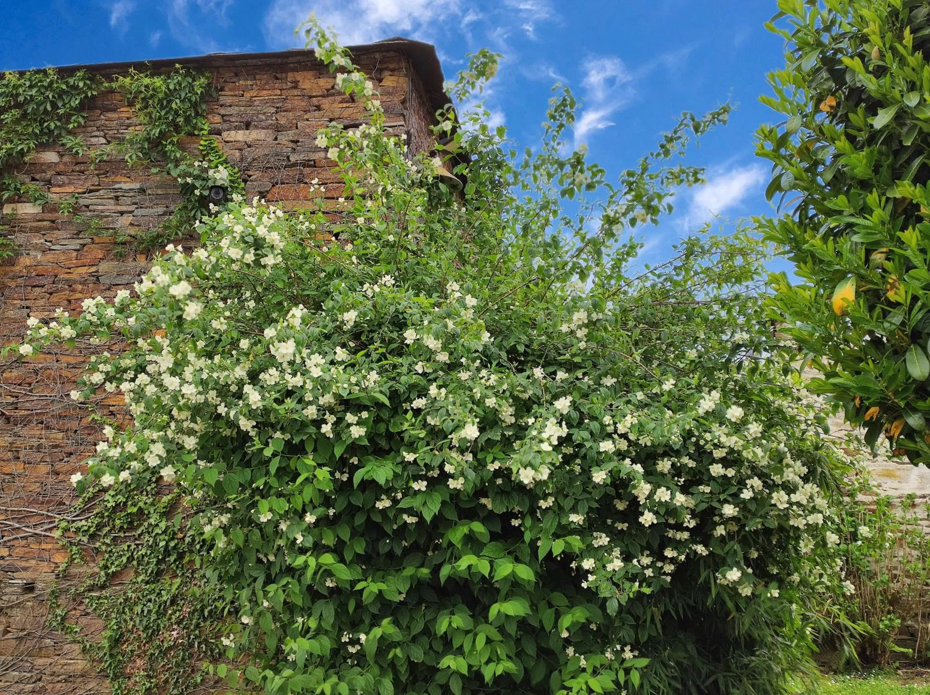 Garden in Hotel Casa de Díaz