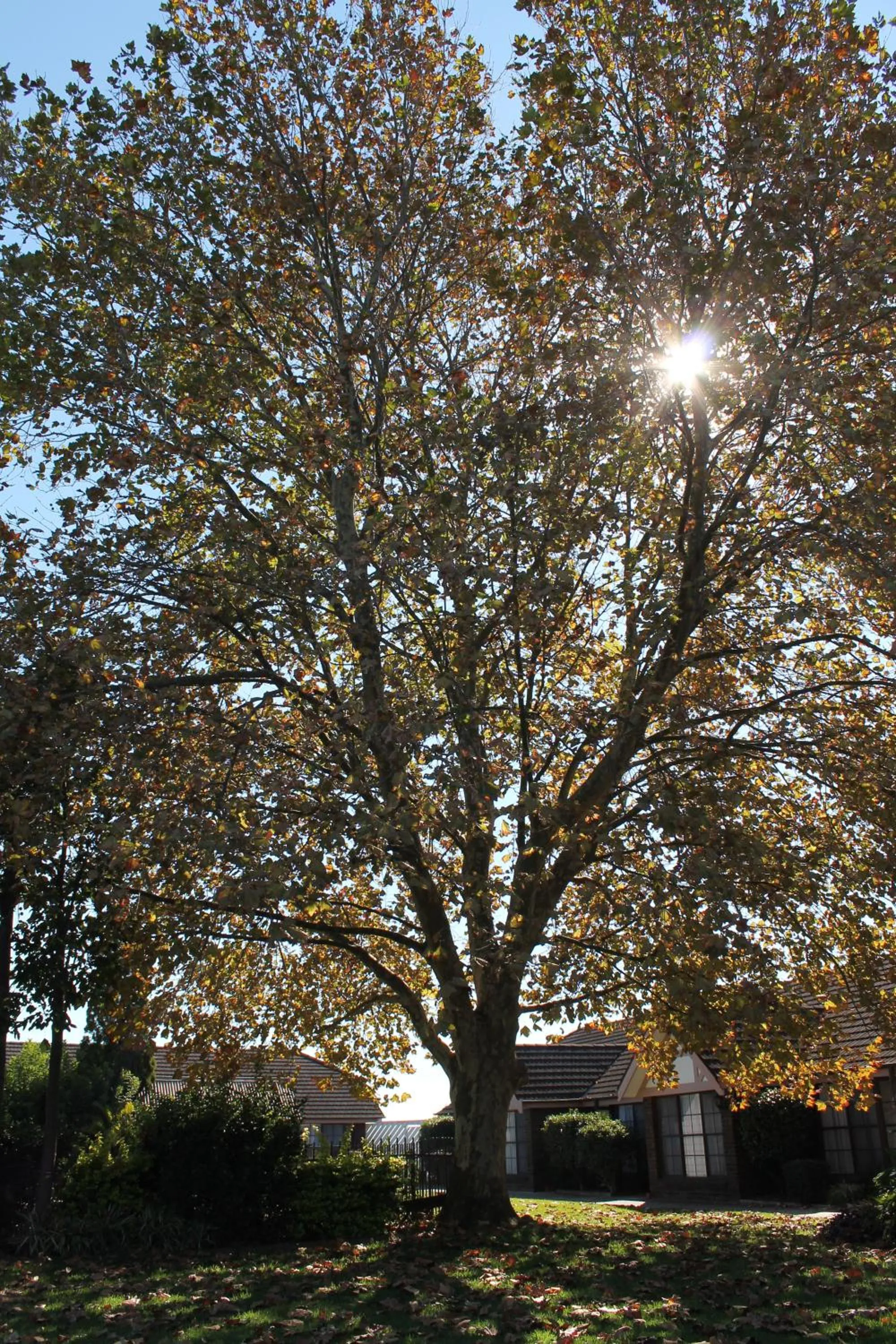 Garden in Sir Francis Drake