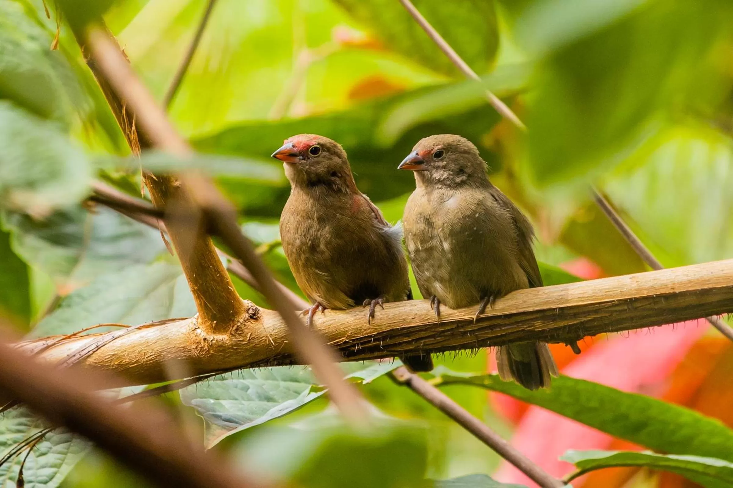 Natural landscape in Villa Asimba