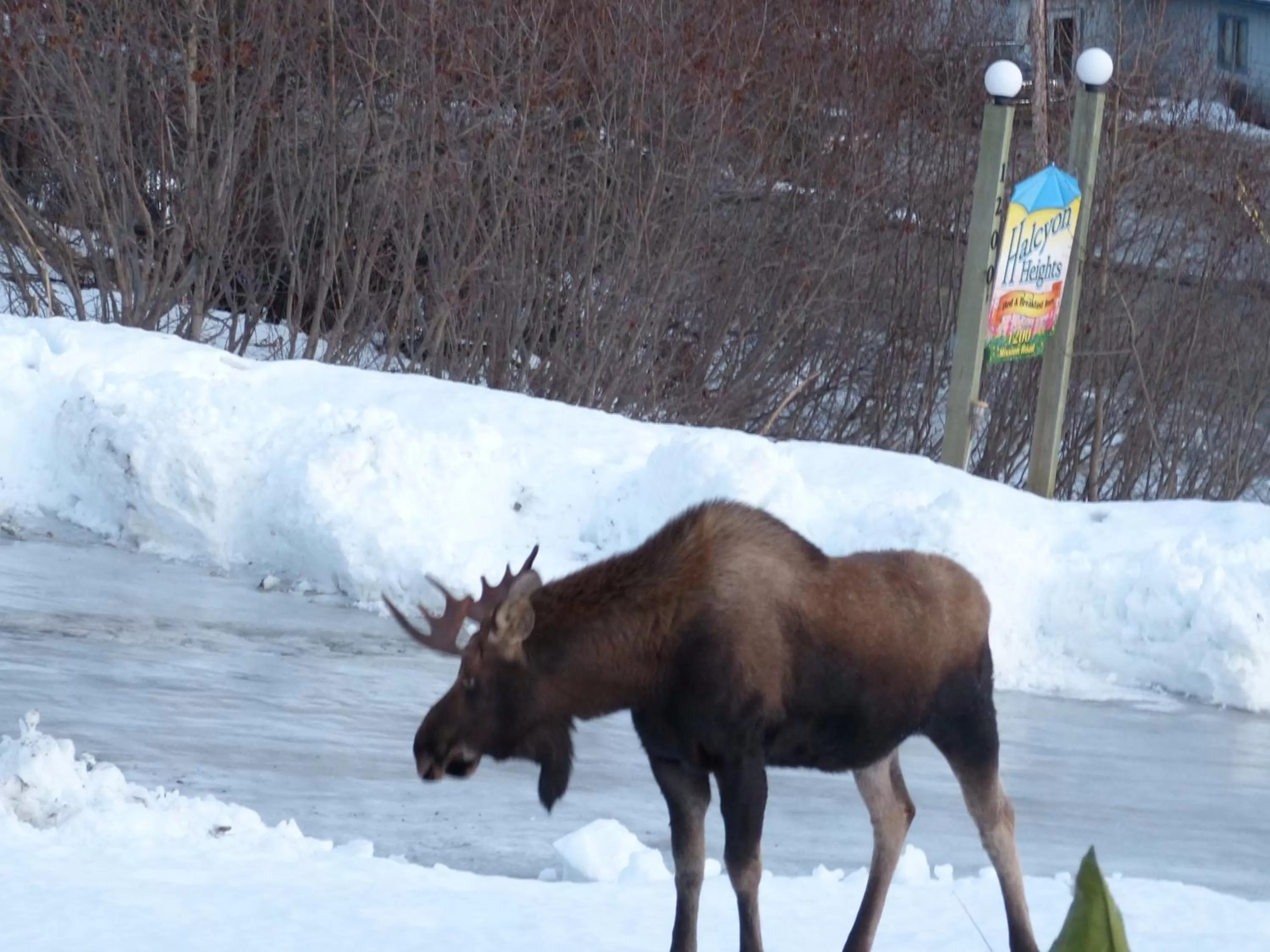 Property logo or sign, Other Animals in Halcyon Heights B&B/Inn