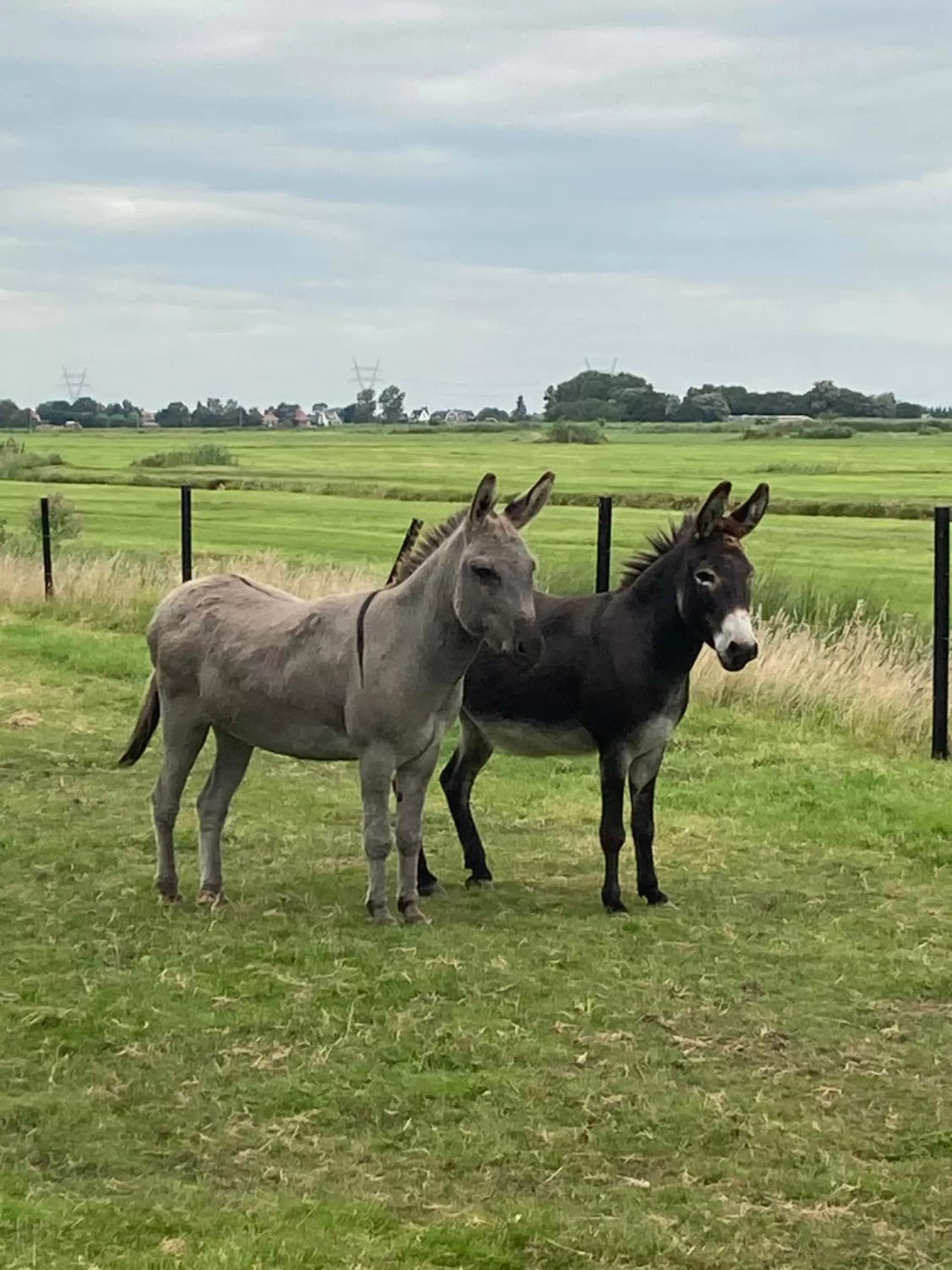 Day in B&B Zunderdorp