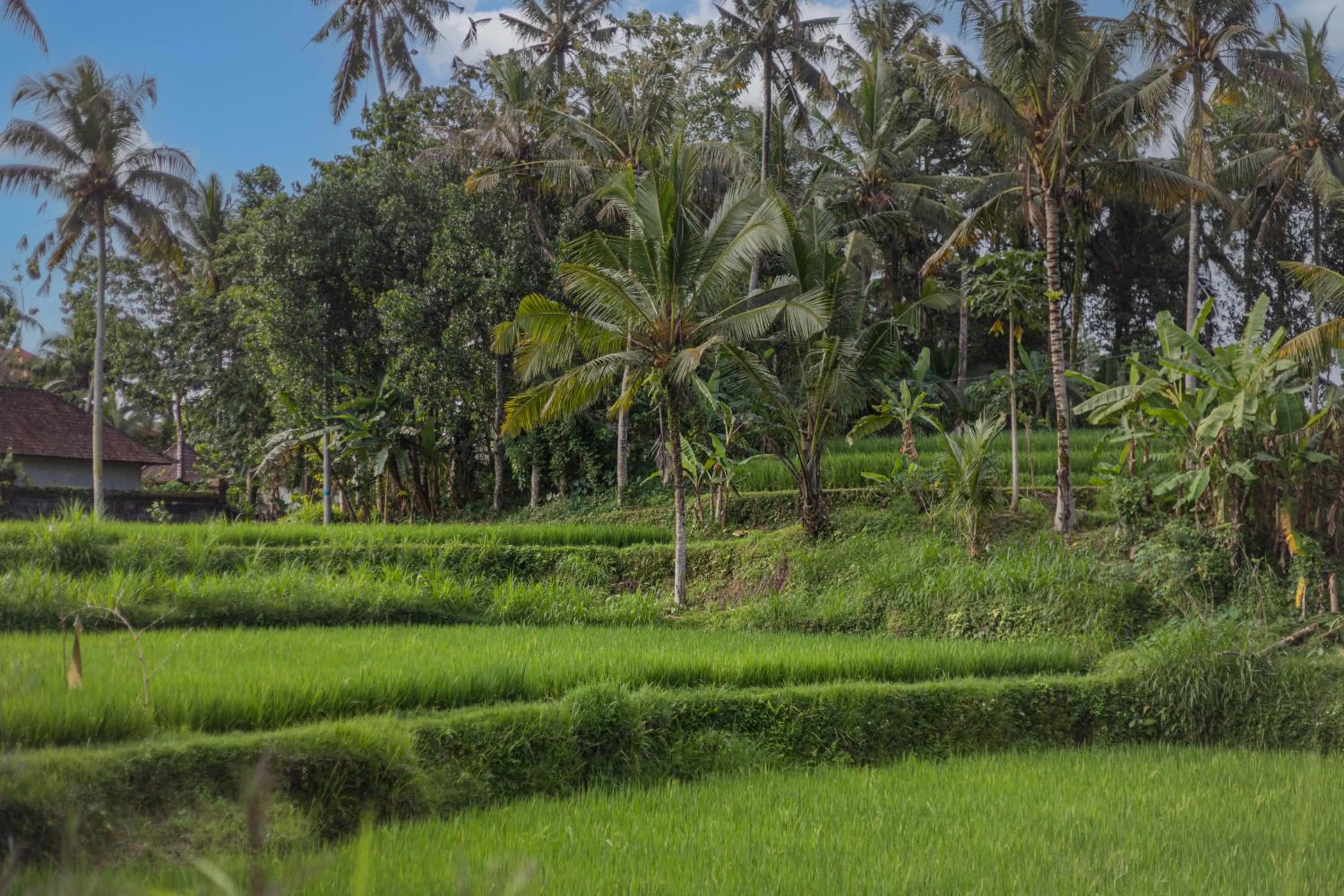 Natural landscape in Suara Air Luxury Villa Ubud