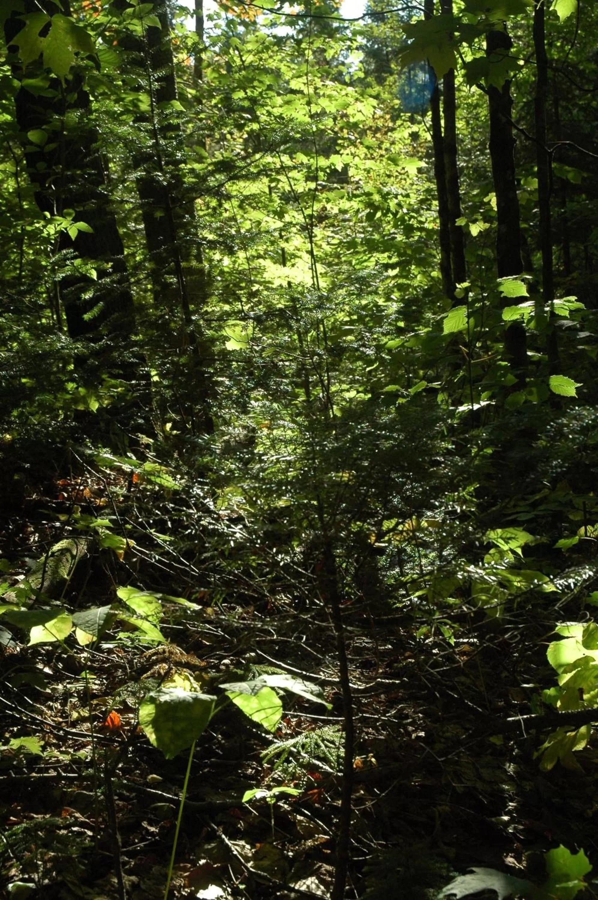 Spring in Auberge Micro-Brasserie Le Baril Roulant
