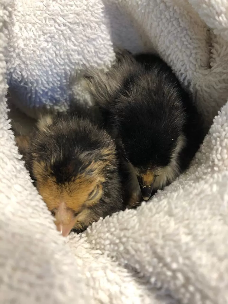 Animals in Hotel La Grange - Animal Chic Hotel