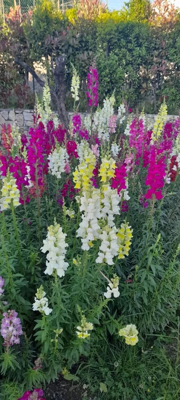 Garden in In Vino Veritas