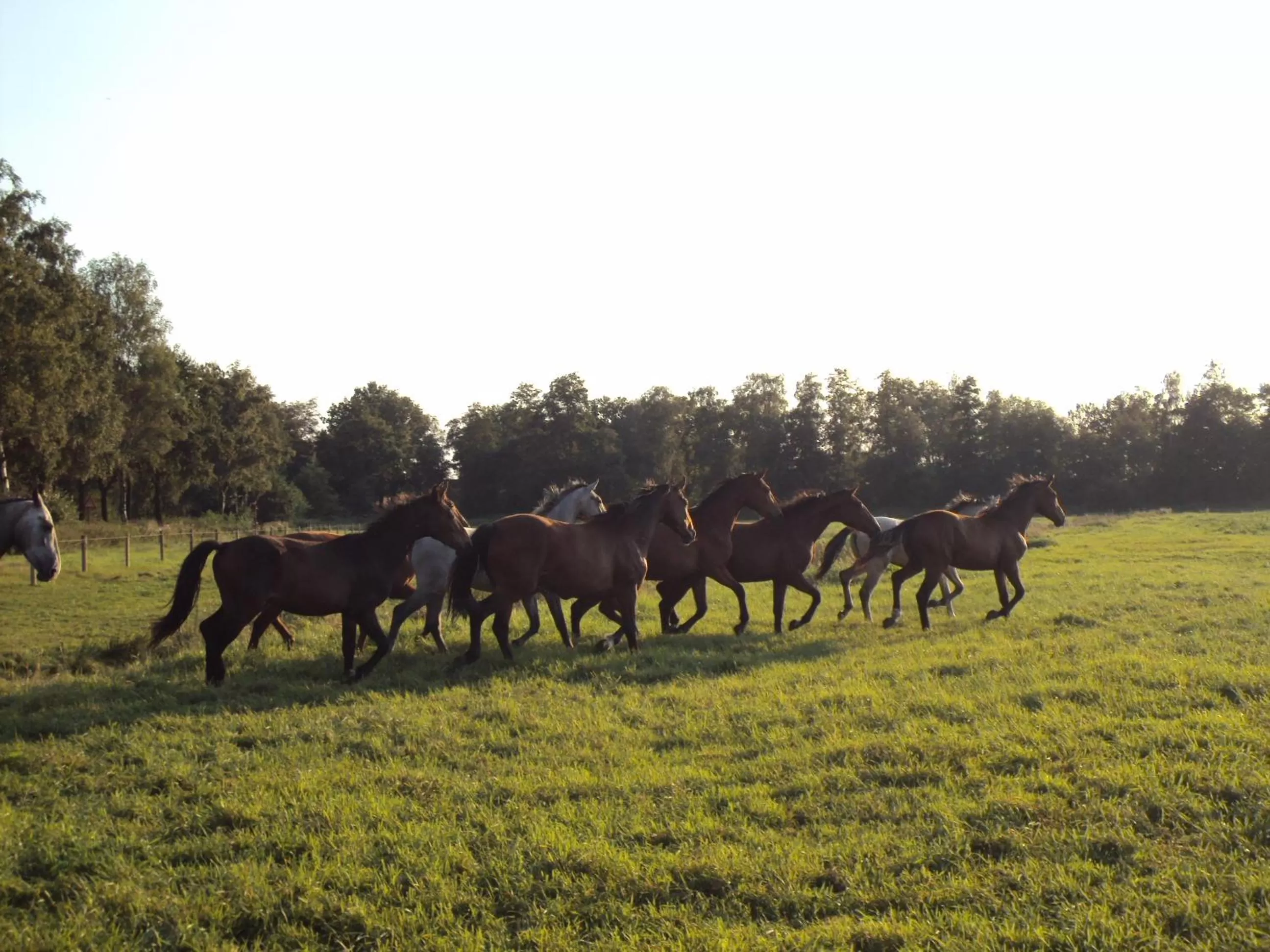 Natural landscape in B & B " De 7 Sprong "