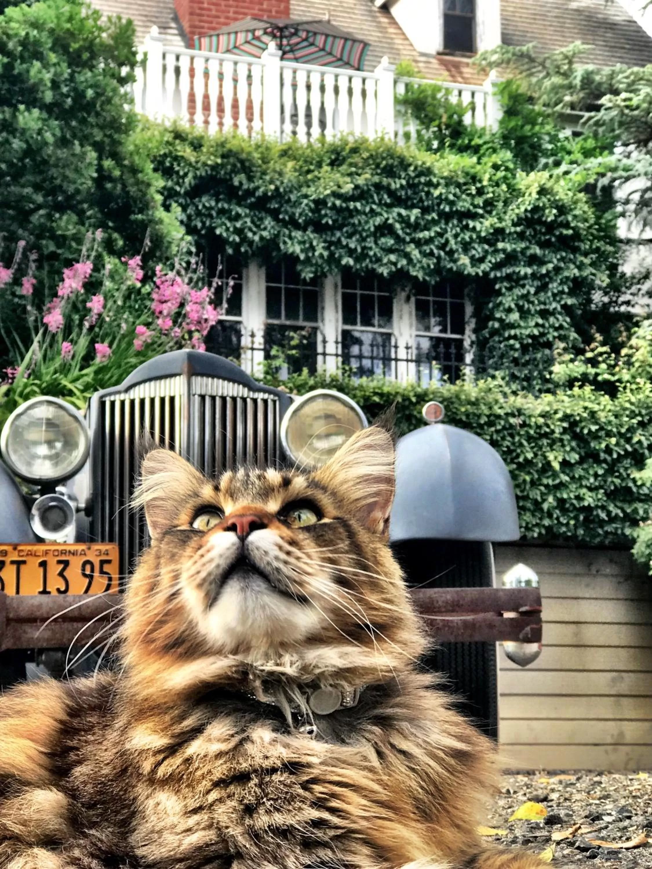 Balcony/Terrace in The Inn on Knowles Hill Bed & Breakfast Hotel