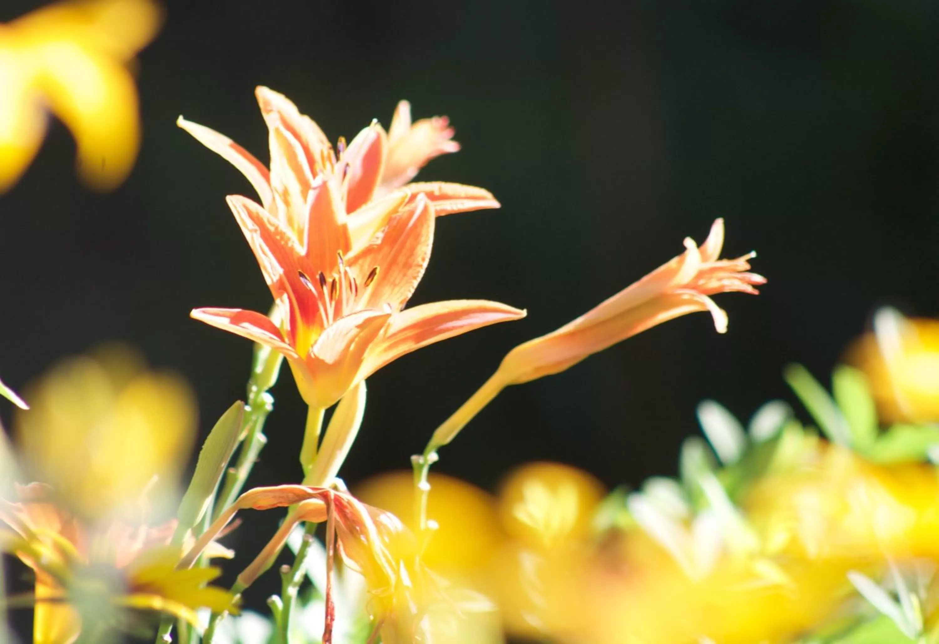 Garden in Windborne Bed & Breakfast