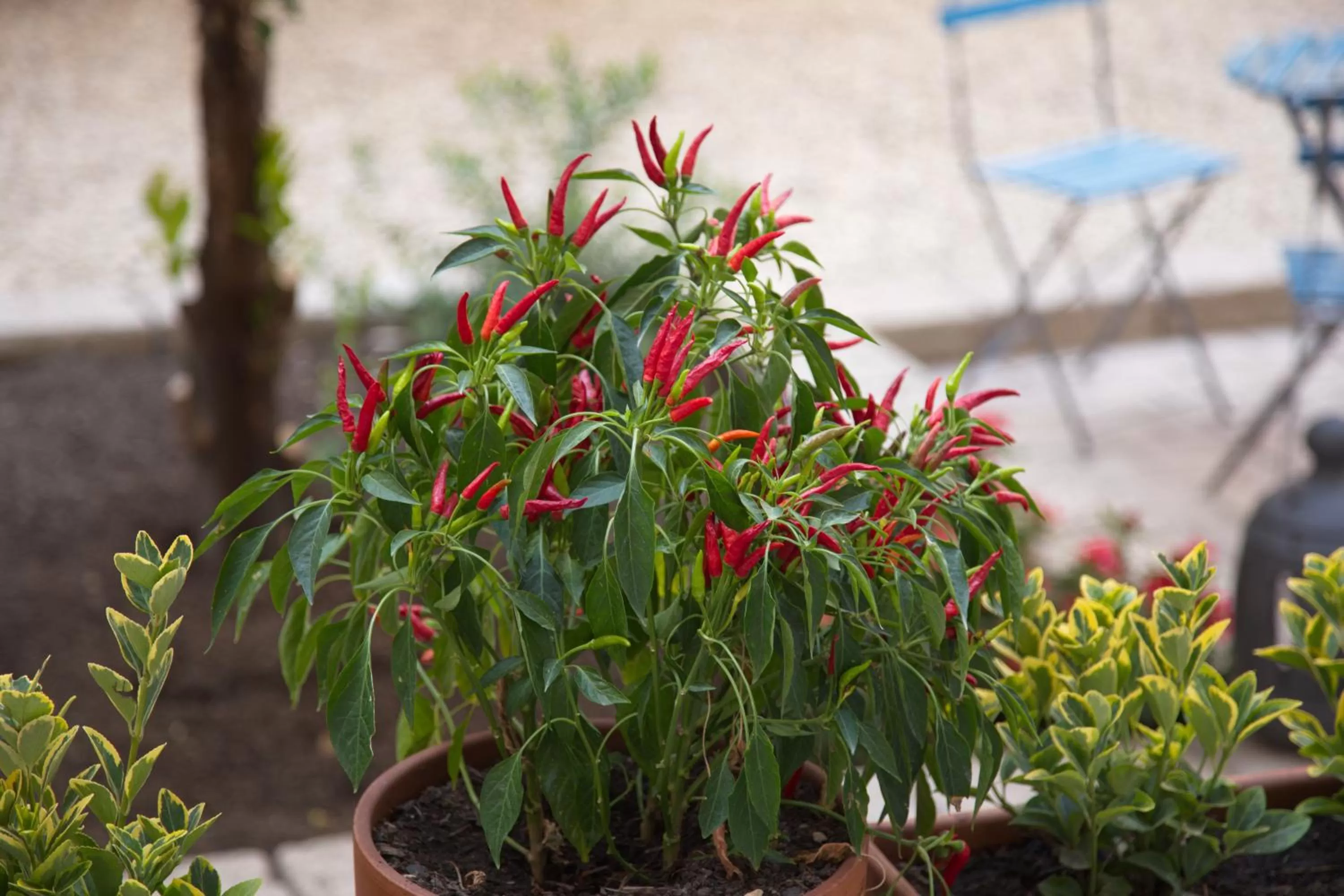 Garden view in Borgo Vergini Garden B&B