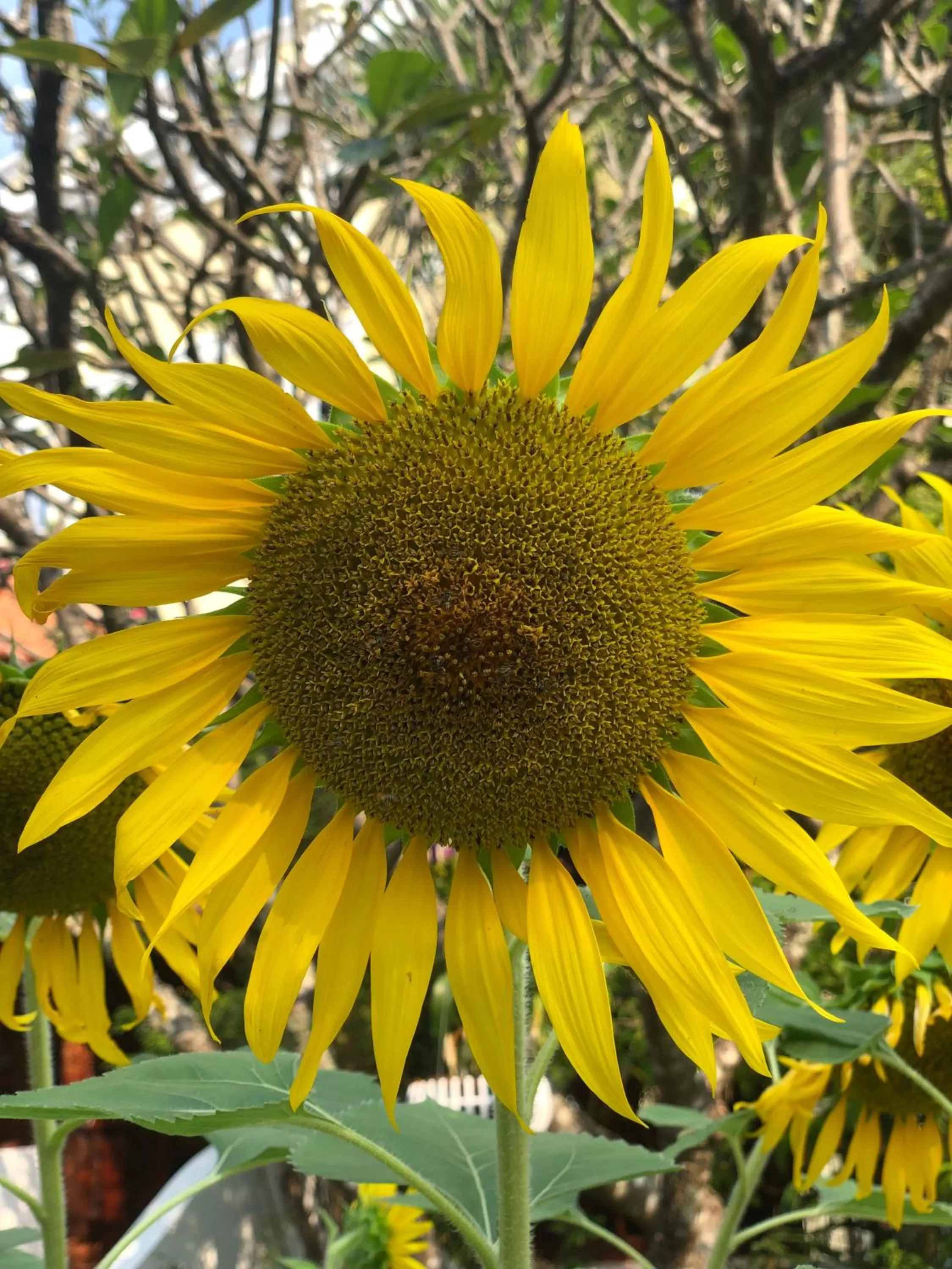 Garden in Try Palace Resort Kep