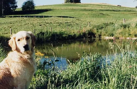 Pets in Gasthaus zur Moosmühle