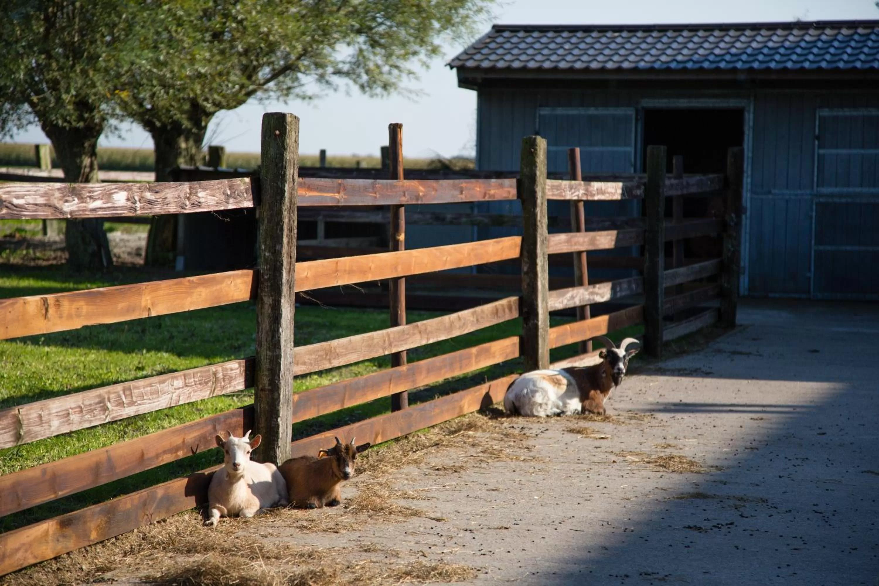 B&B Het Schaliënhof