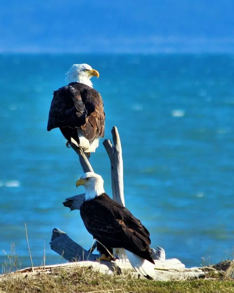 Summer, Other Animals in Halcyon Heights B&B/Inn