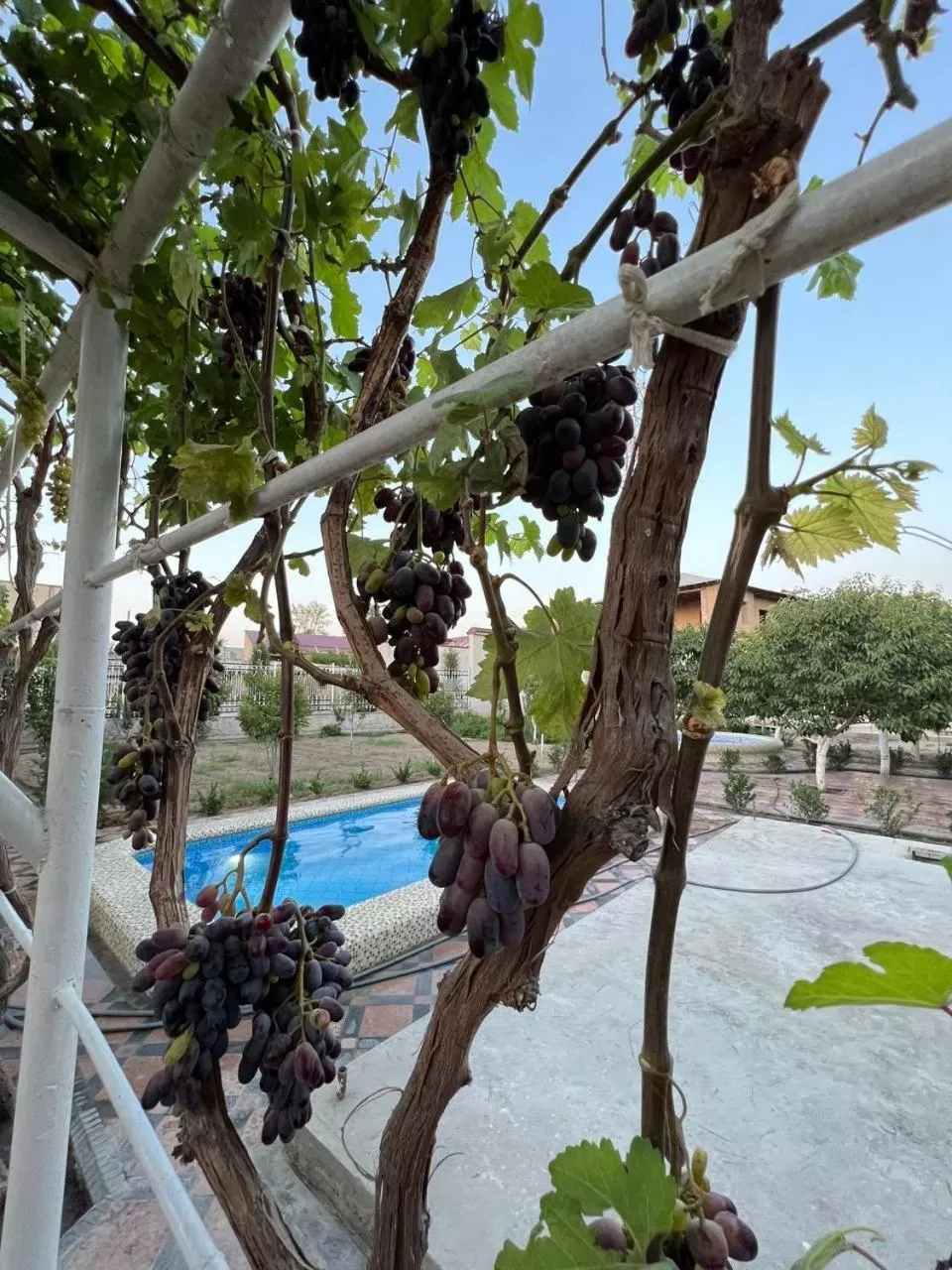 Garden in Samarabonu Hotel