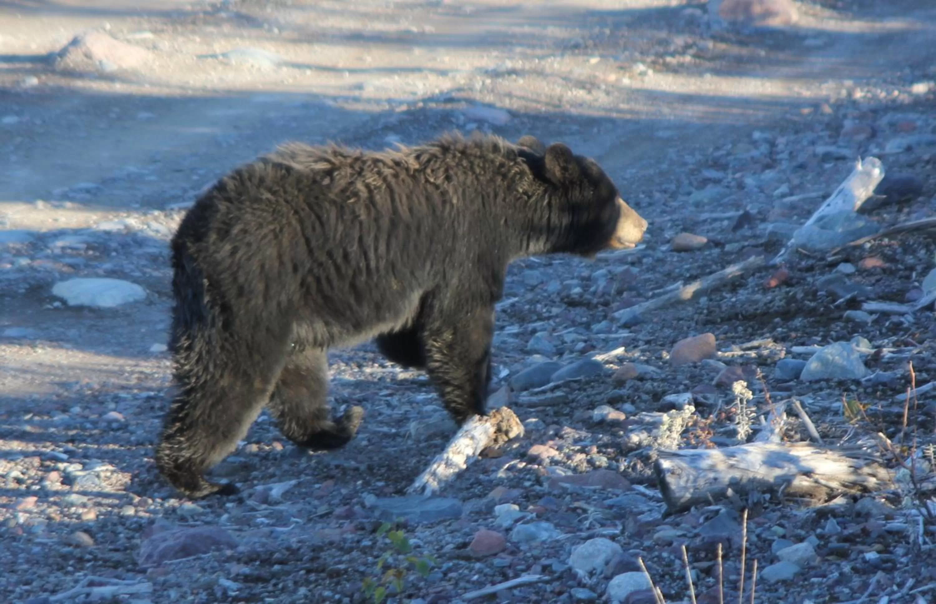 Nearby landmark in Holiday Inn Express Deer Lake, an IHG Hotel