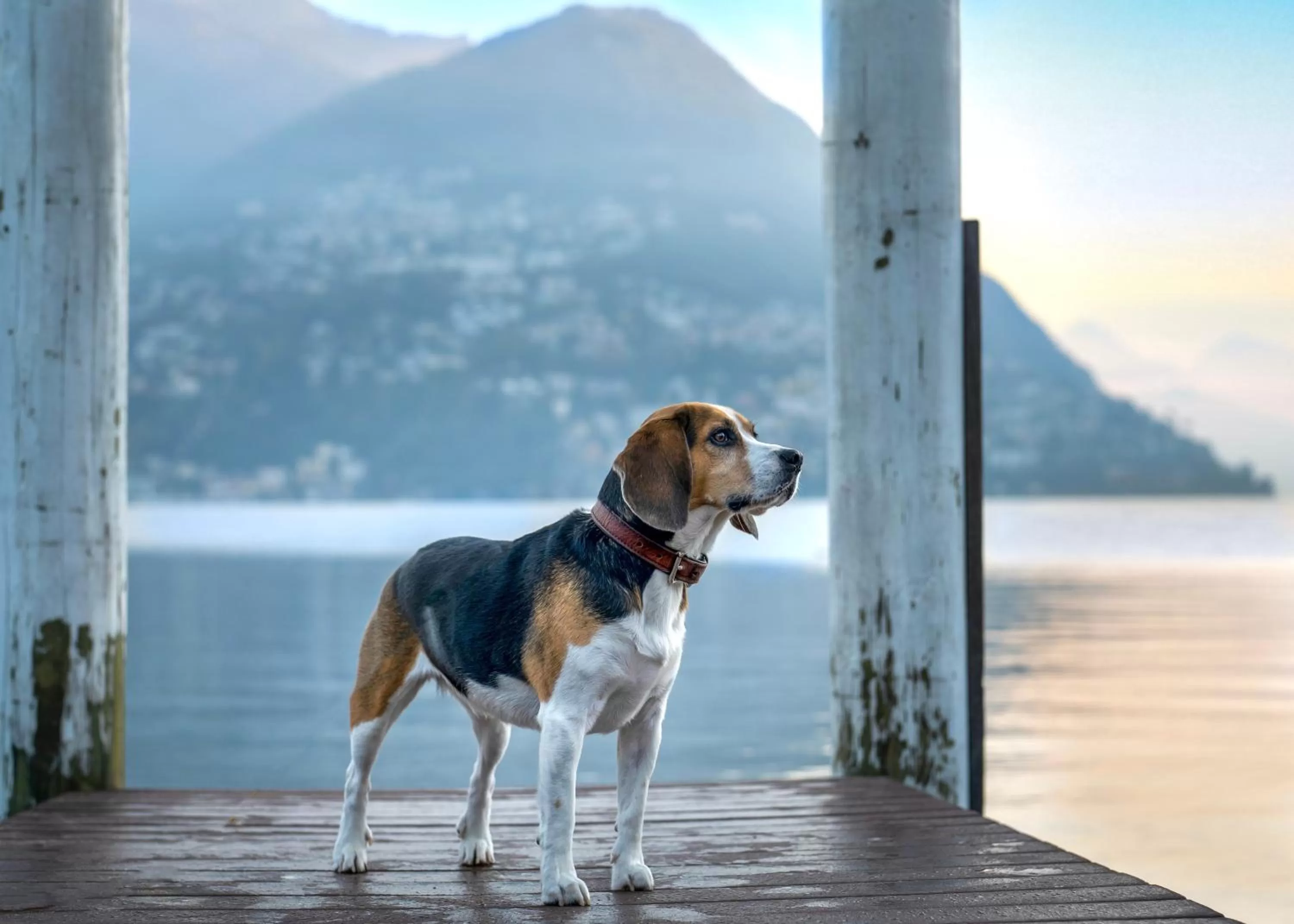 Animals in Novotel Lugano Paradiso