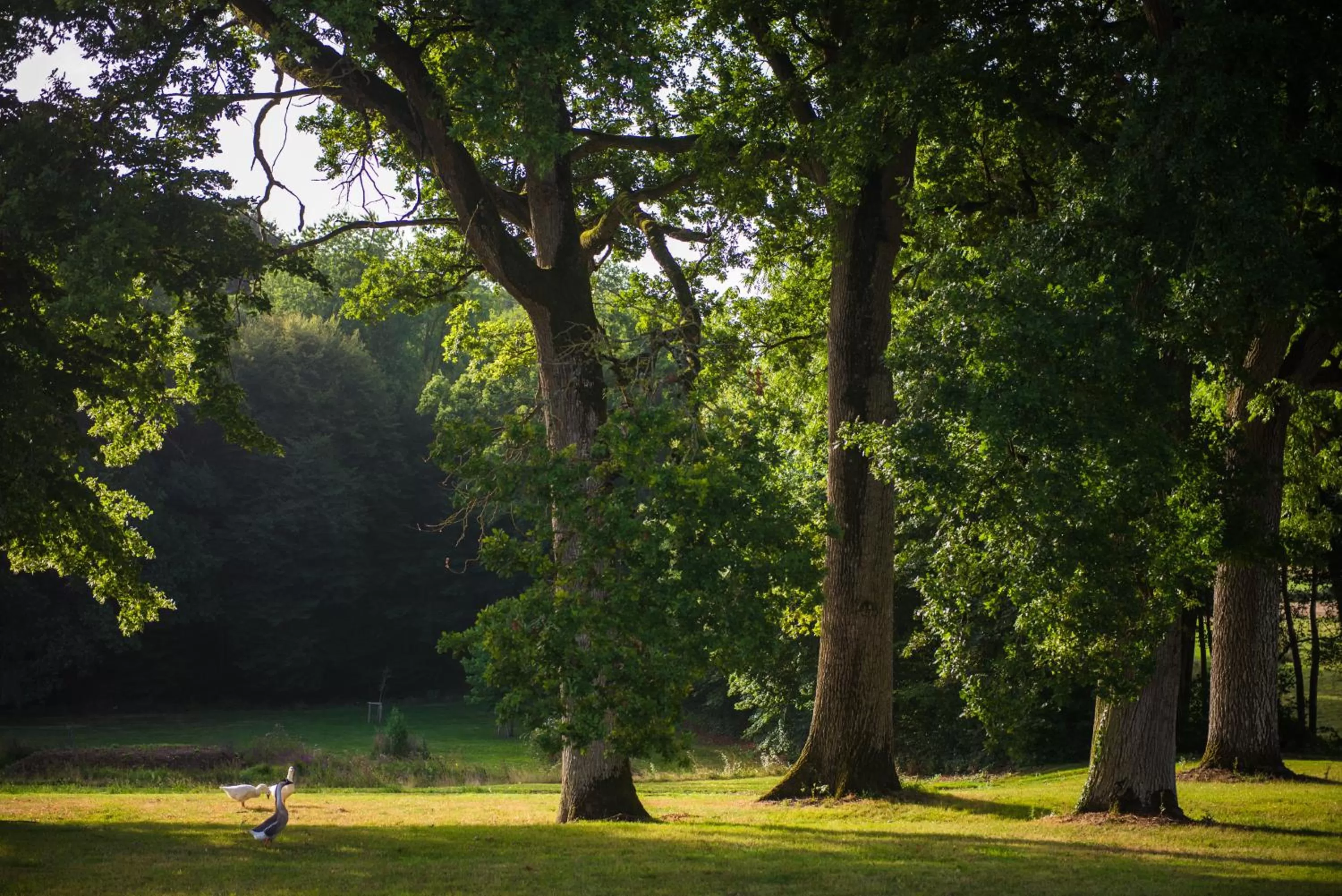 Natural landscape in Hôtel du Domaine de La Groirie - Le Mans