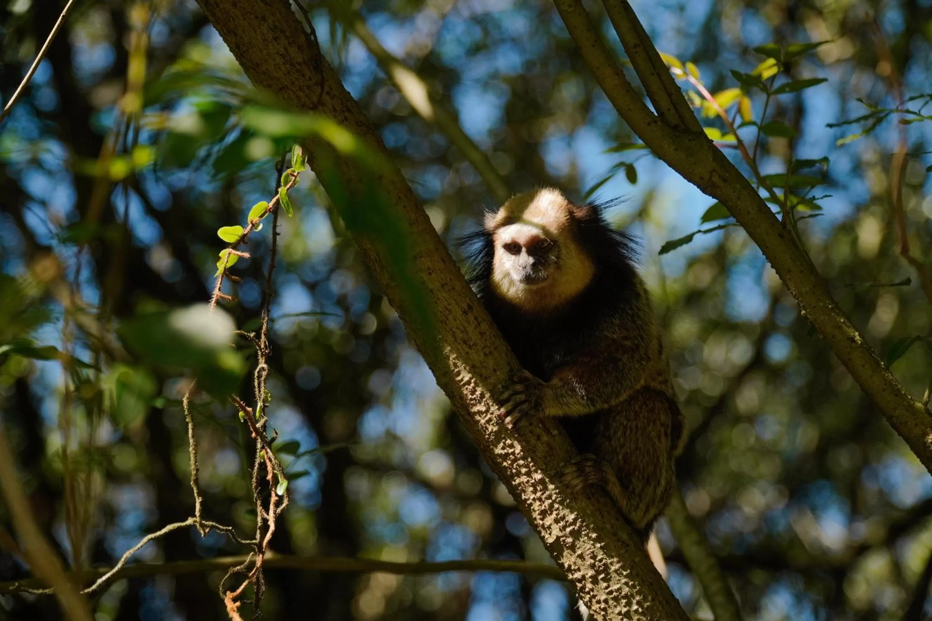 Natural landscape in Pousada Dunasol Floripa