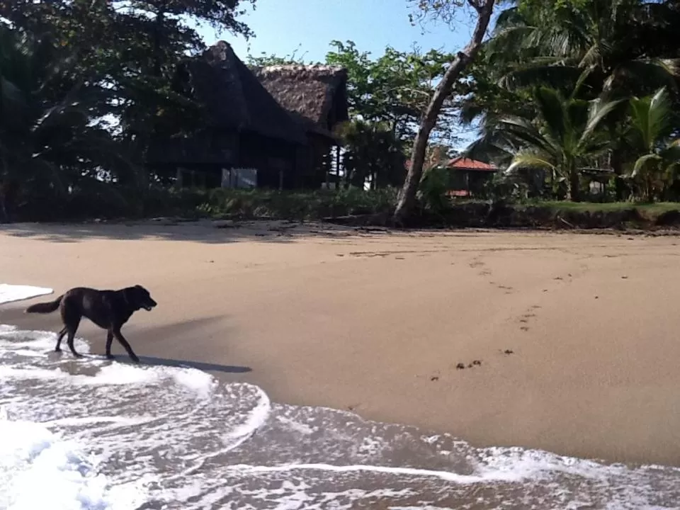 Cabarete Maravilla Eco Lodge Boutique Beach Surf Encuentro, Kite, by AA Crypto Group