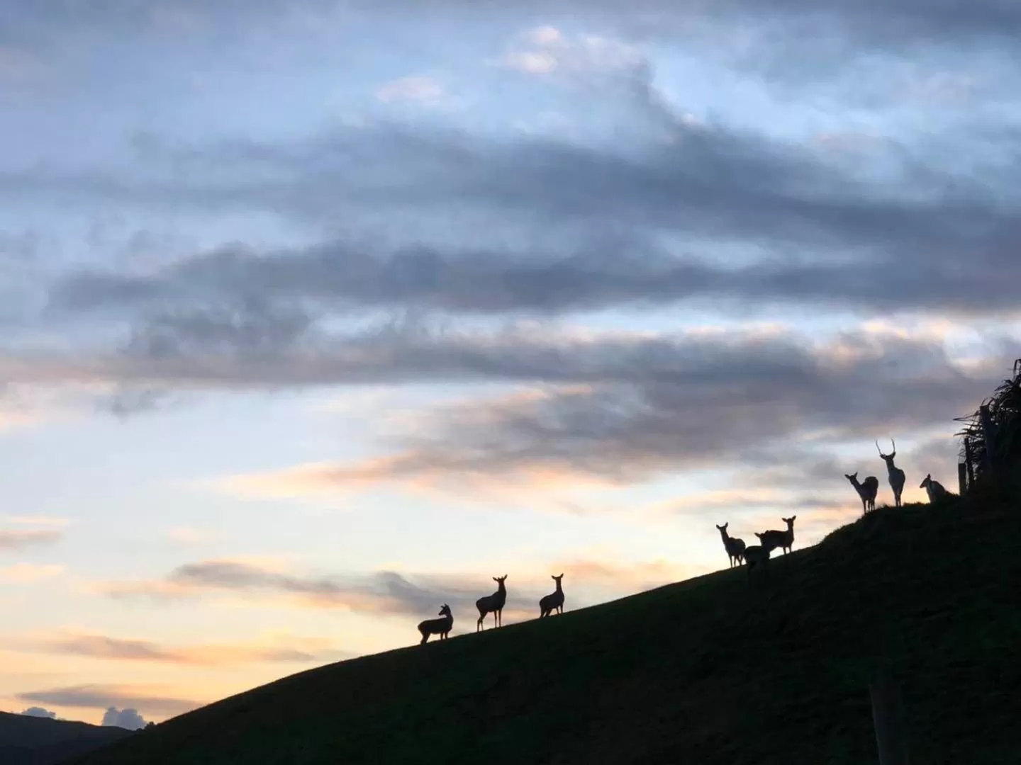 Animals in Hilltop Whakaipo Estate