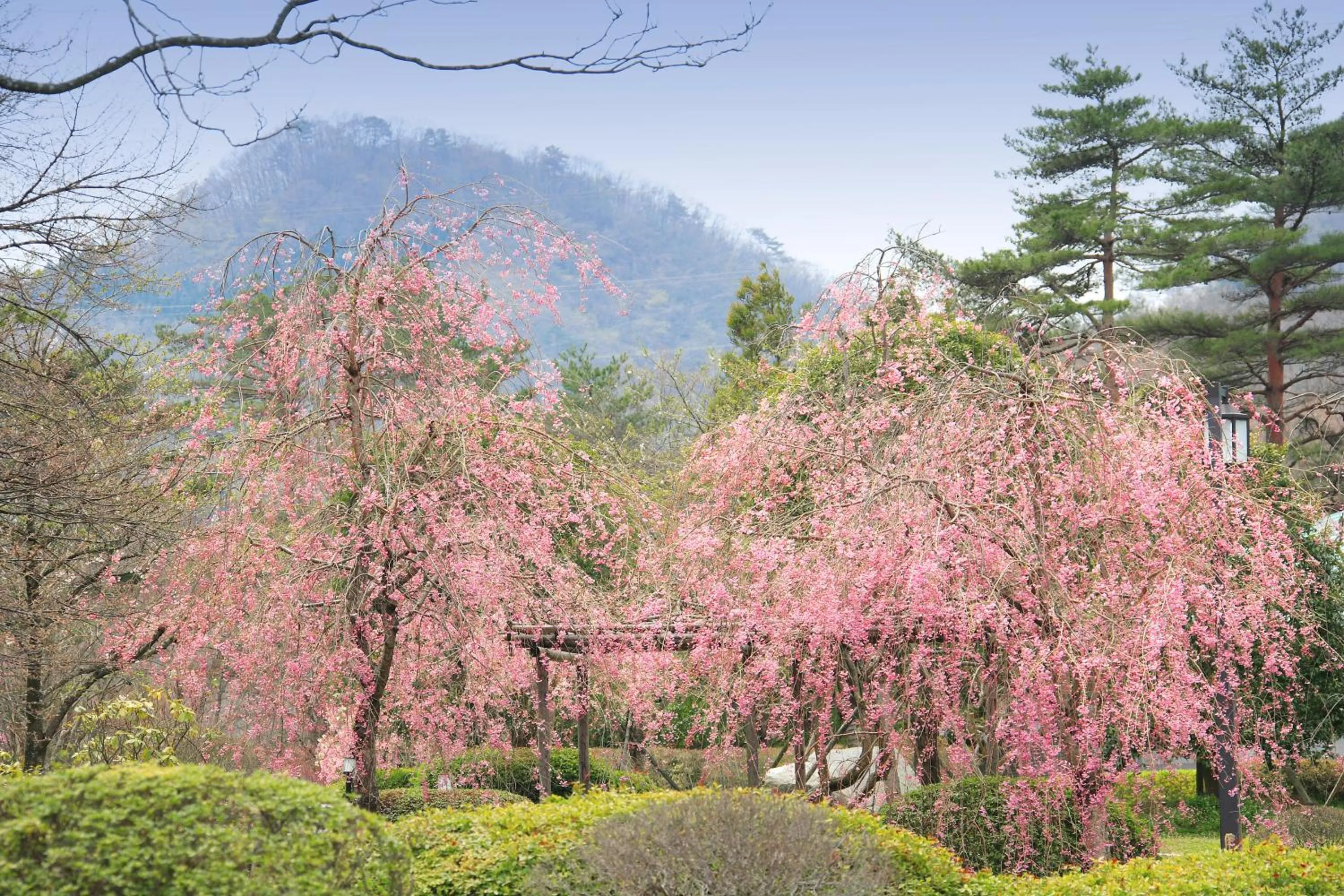 Garden in Ryokusuitei