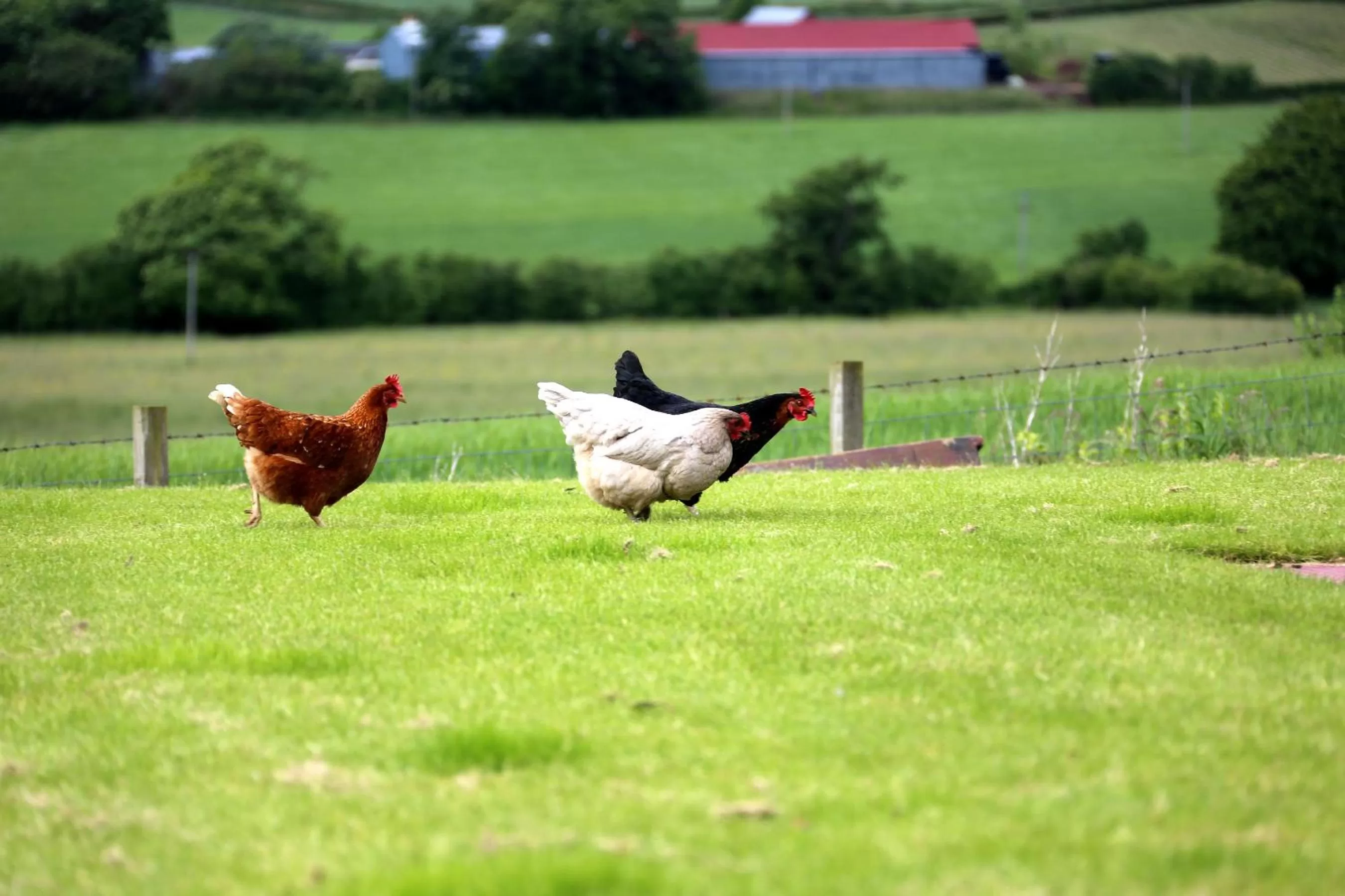 Pets in Crofthead Farm House