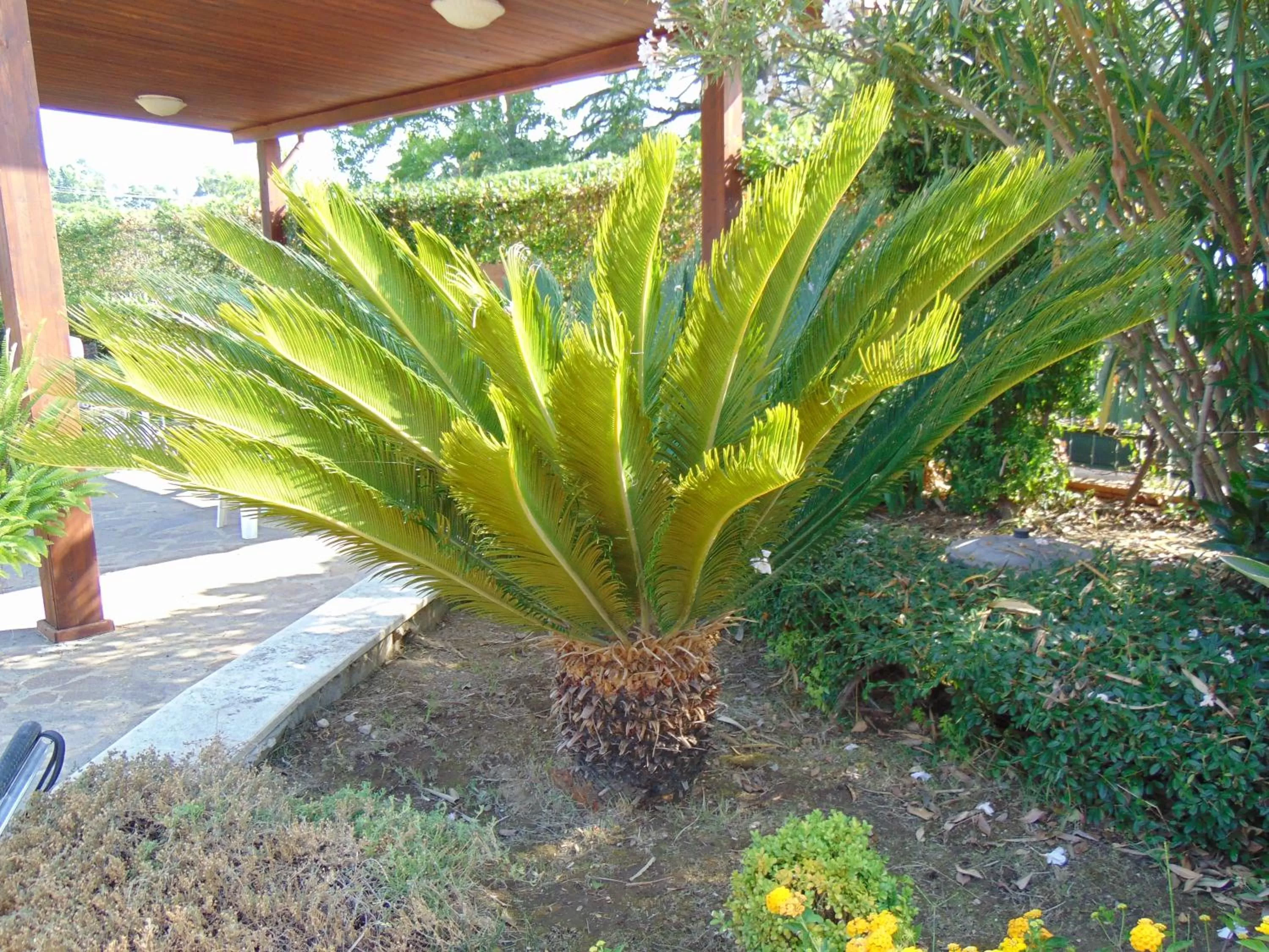 Property building, Garden in Villa Celeste B&B