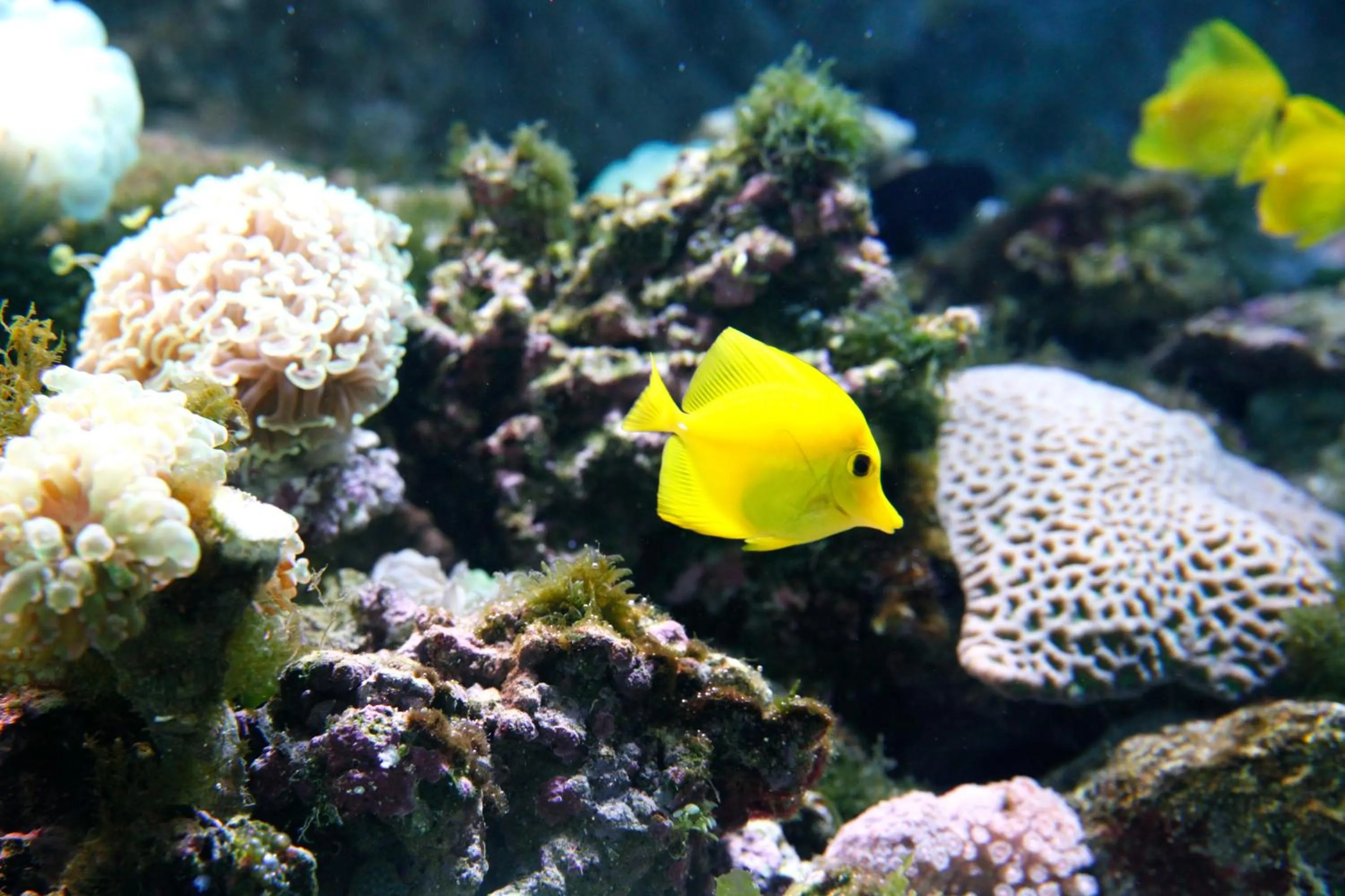 Nearby landmark in KOKO HOTEL Higashiosaka - formerly Hotel Wing International Select Higashi Osaka