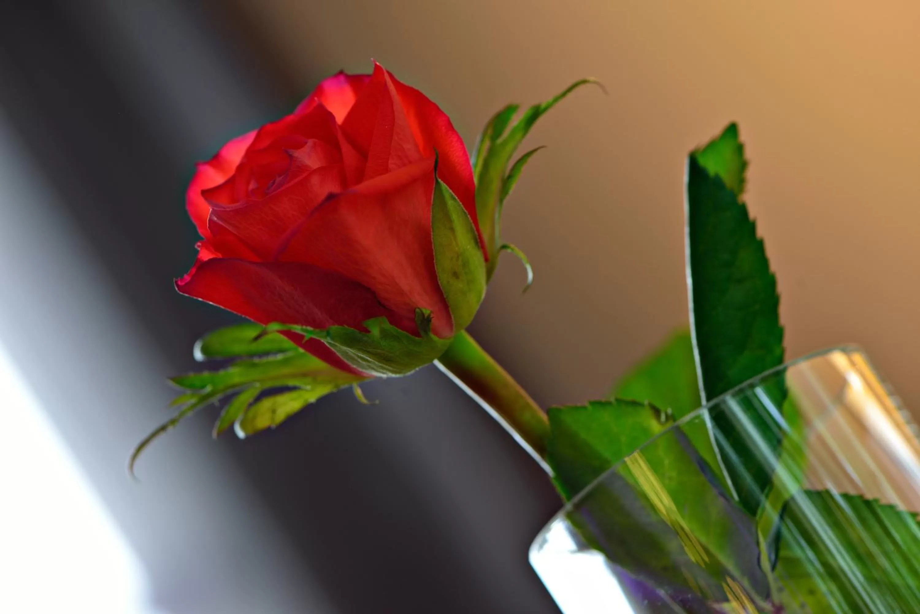 Restaurant/places to eat in ARTHOTEL Kiebitzberg