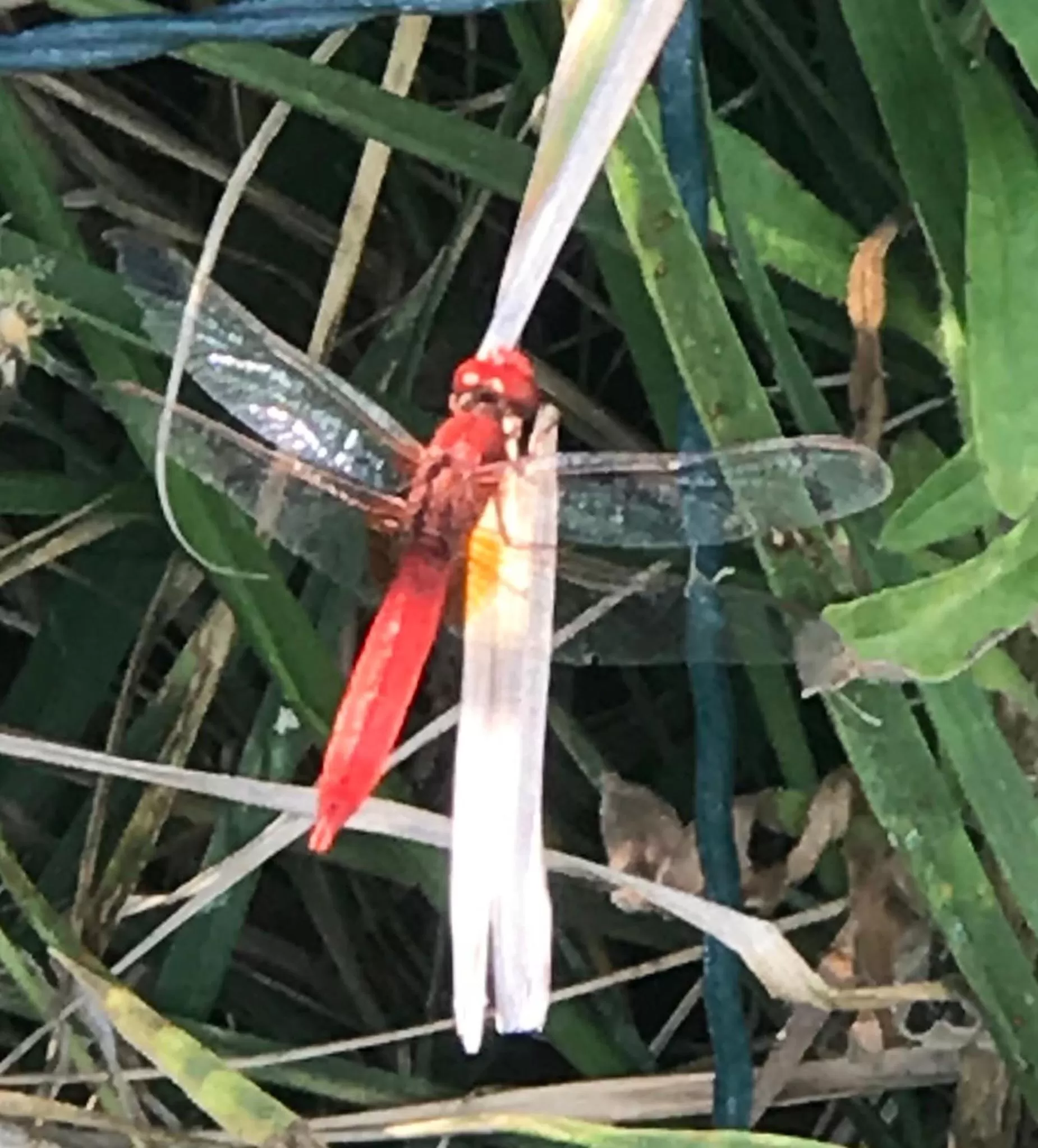 Garden in La collina delle fonti