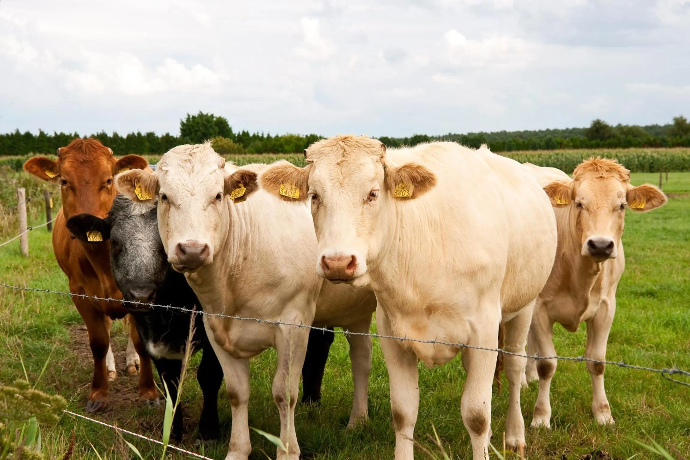 Animals in Grenshotel de Jonckheer