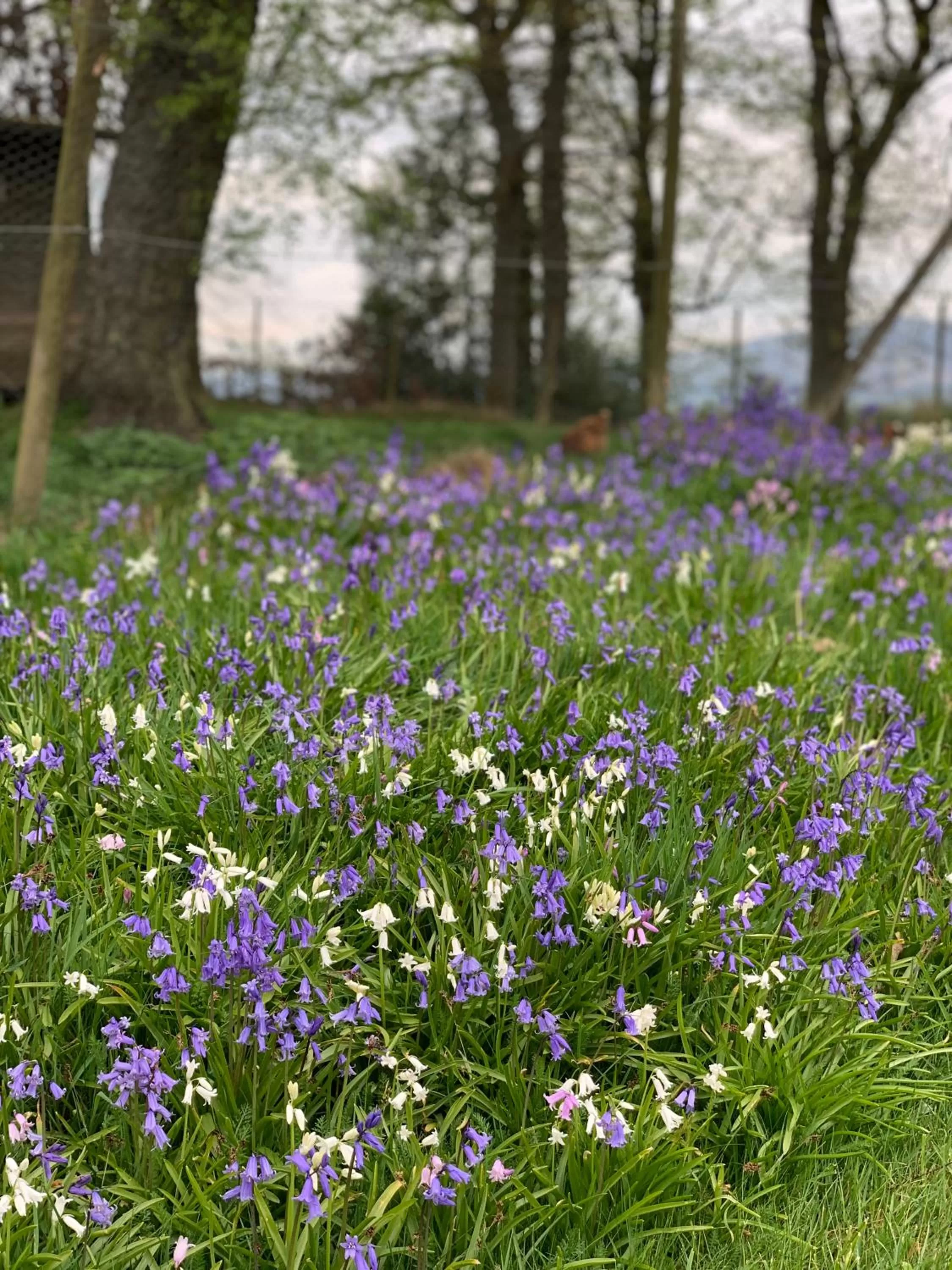 Garden in West Plean House