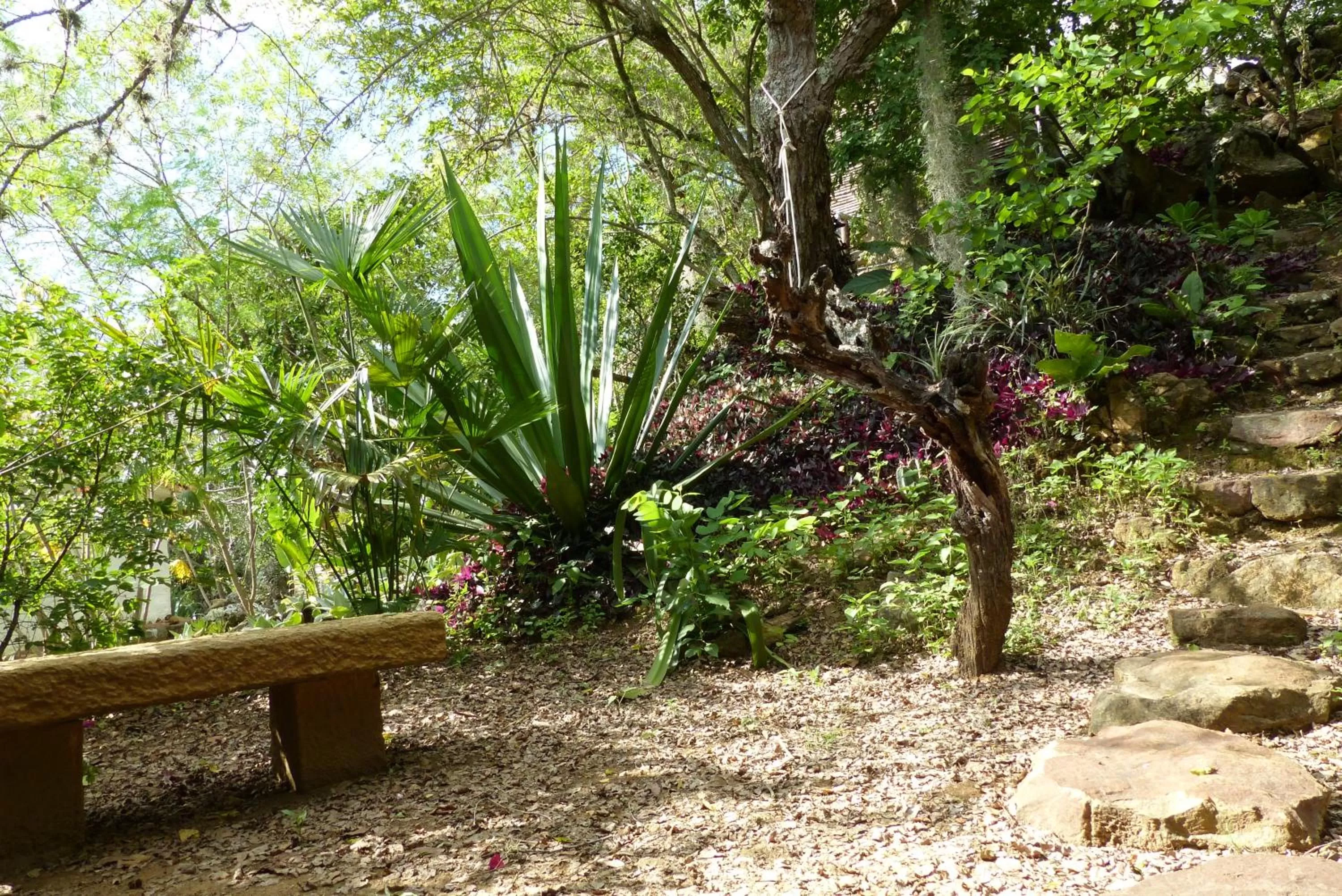 Garden in El Paraiso - B&B Finca San Vicente