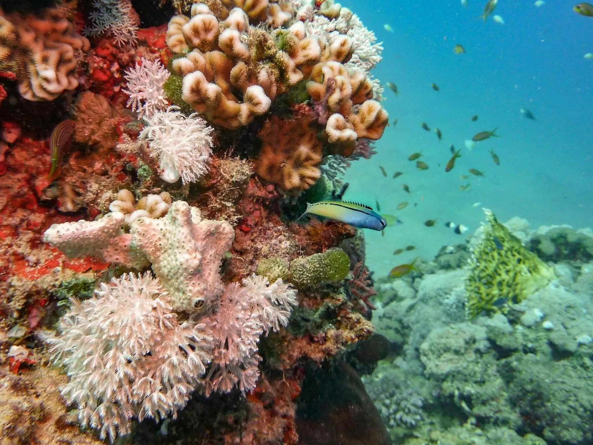Snorkeling in Coral Sun Beach